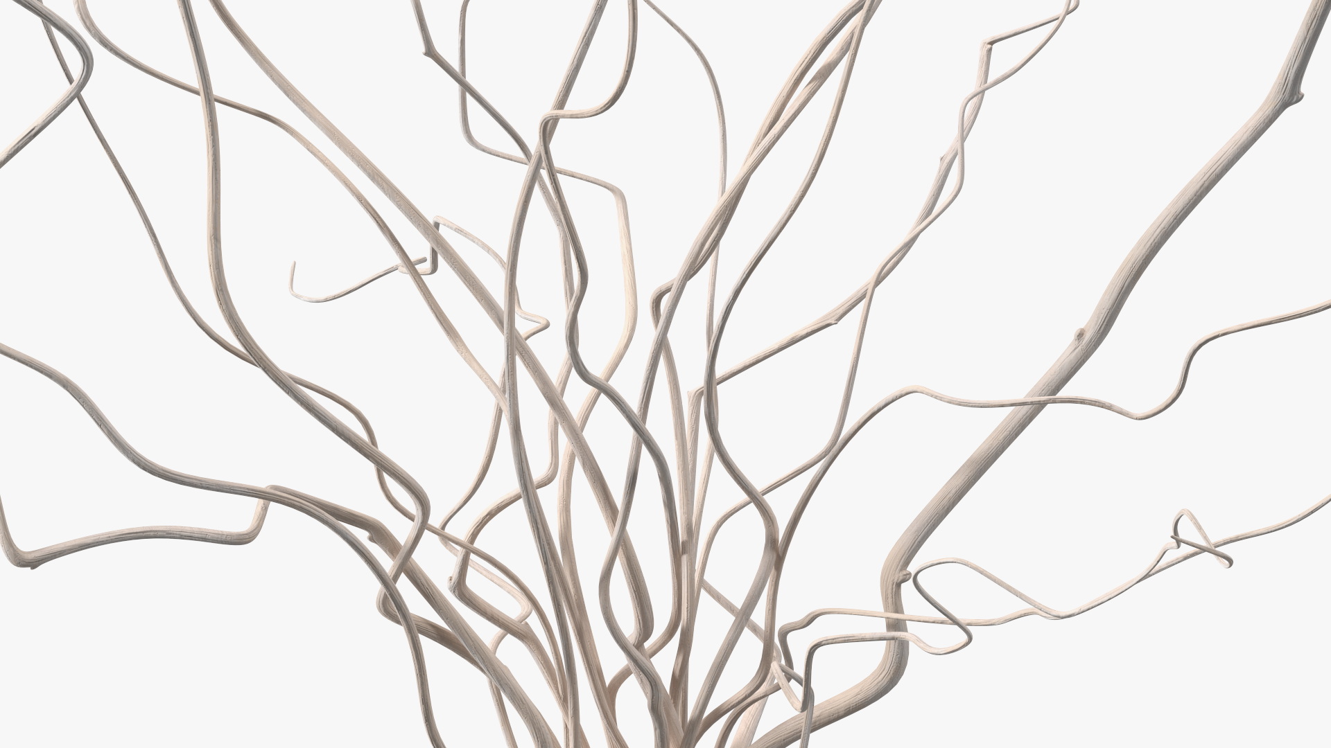 3D White Curly Willow Branches in Black Vase