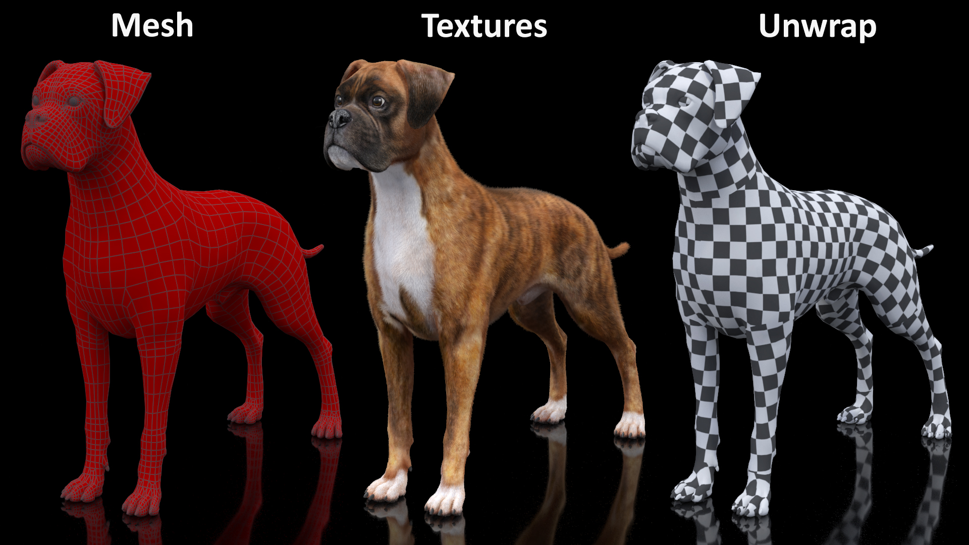 Boxer Dog Tiger Colored Fur Rigged 3D model