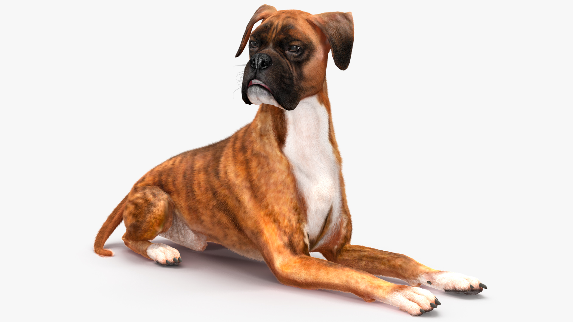 Boxer Dog Tiger Colored Fur Rigged 3D model