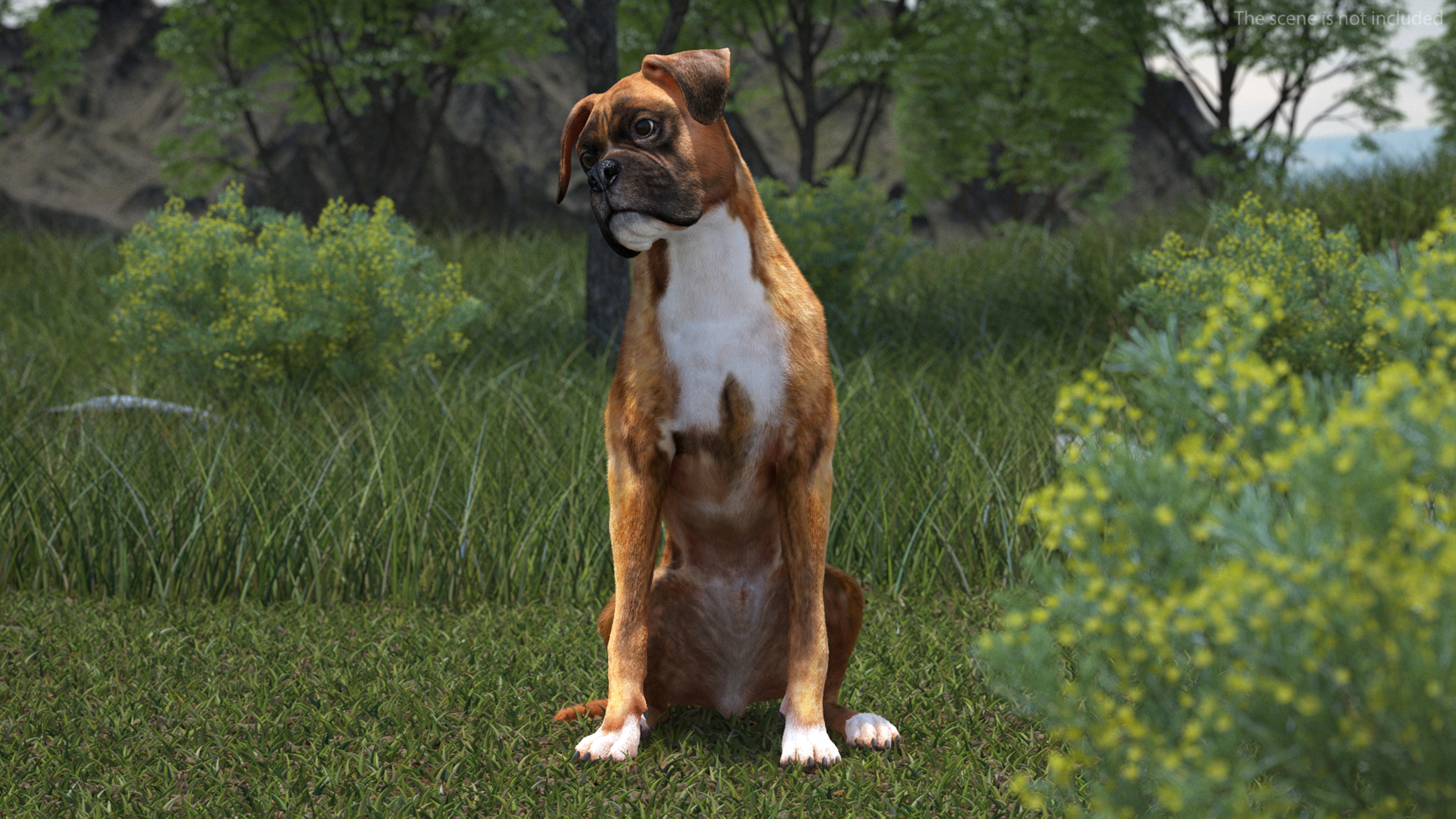 Boxer Dog Tiger Colored Fur Rigged 3D model
