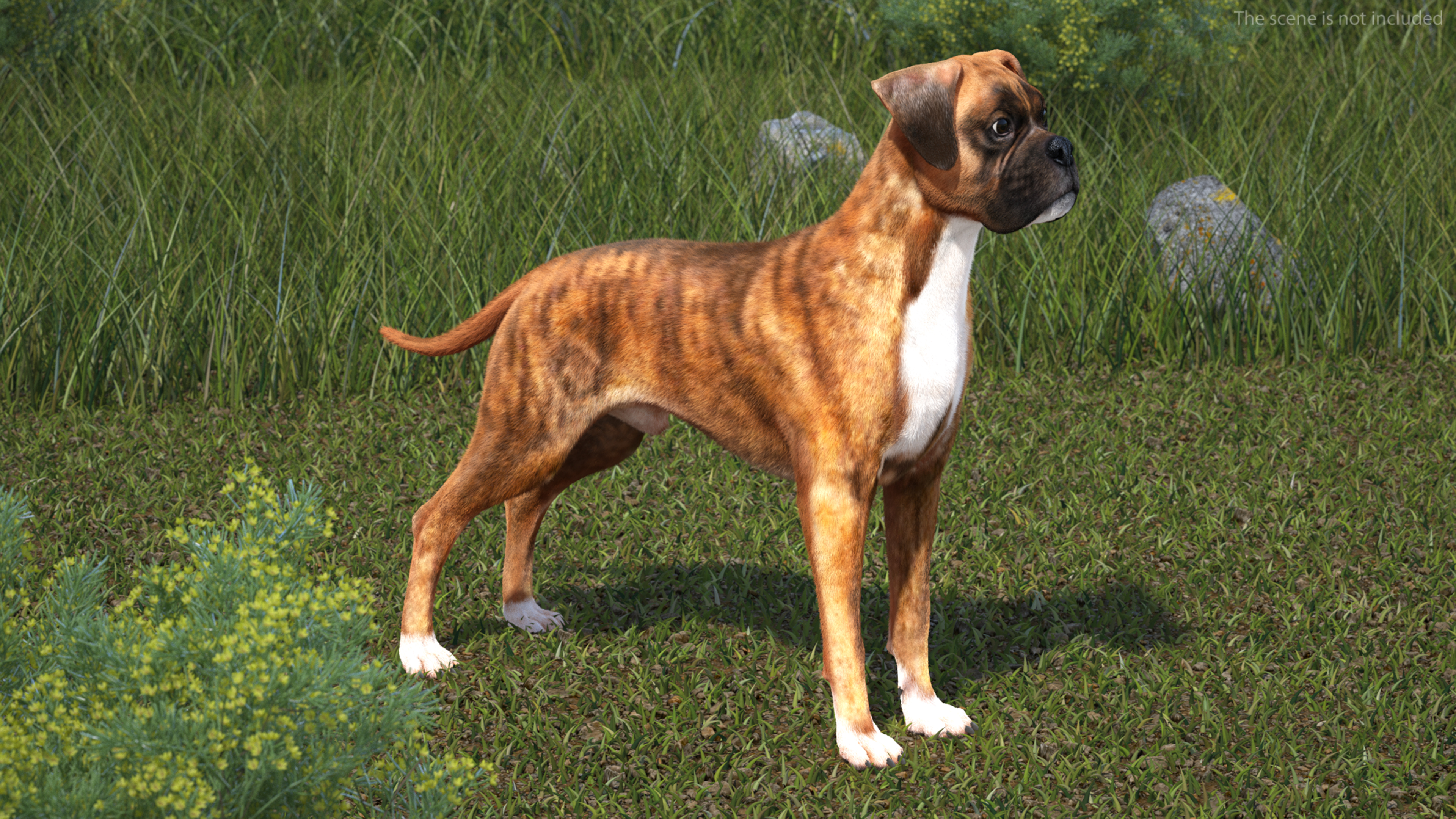 Boxer Dog Tiger Colored Fur Rigged 3D model
