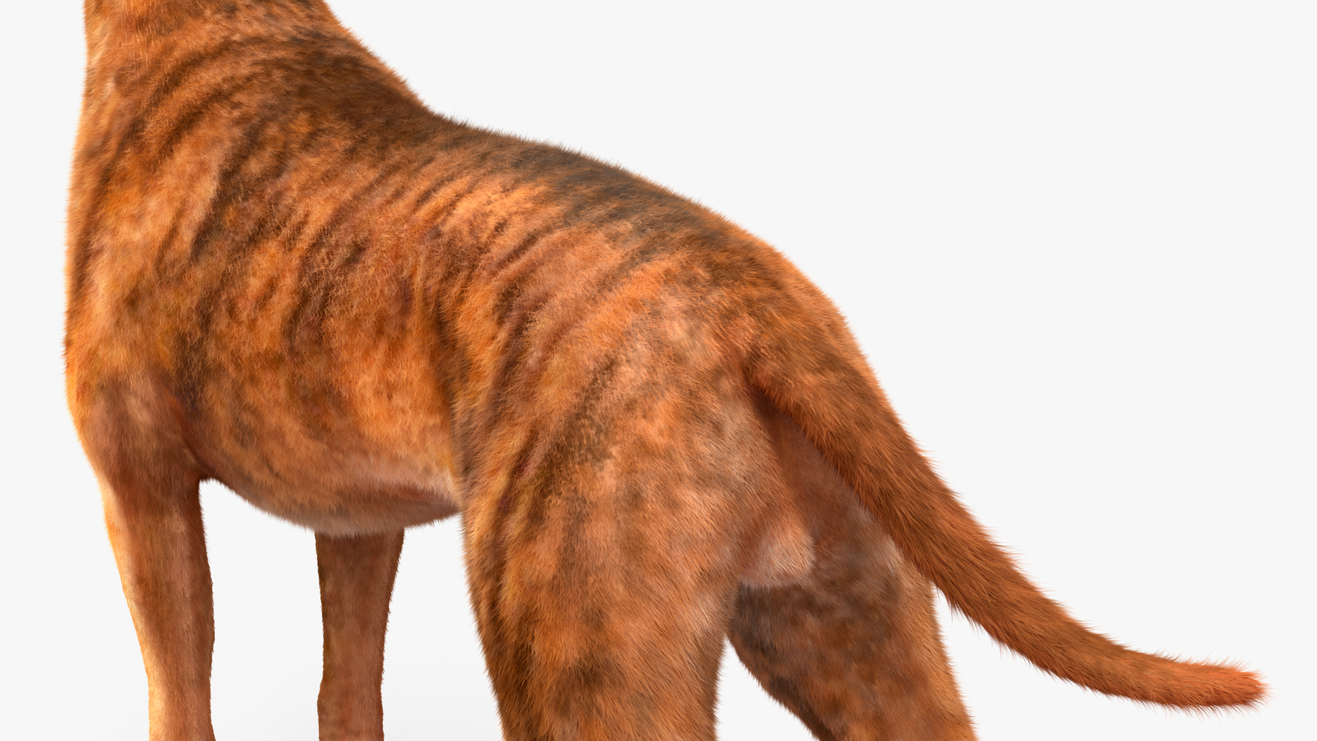 Boxer Dog Tiger Colored Fur Rigged 3D model