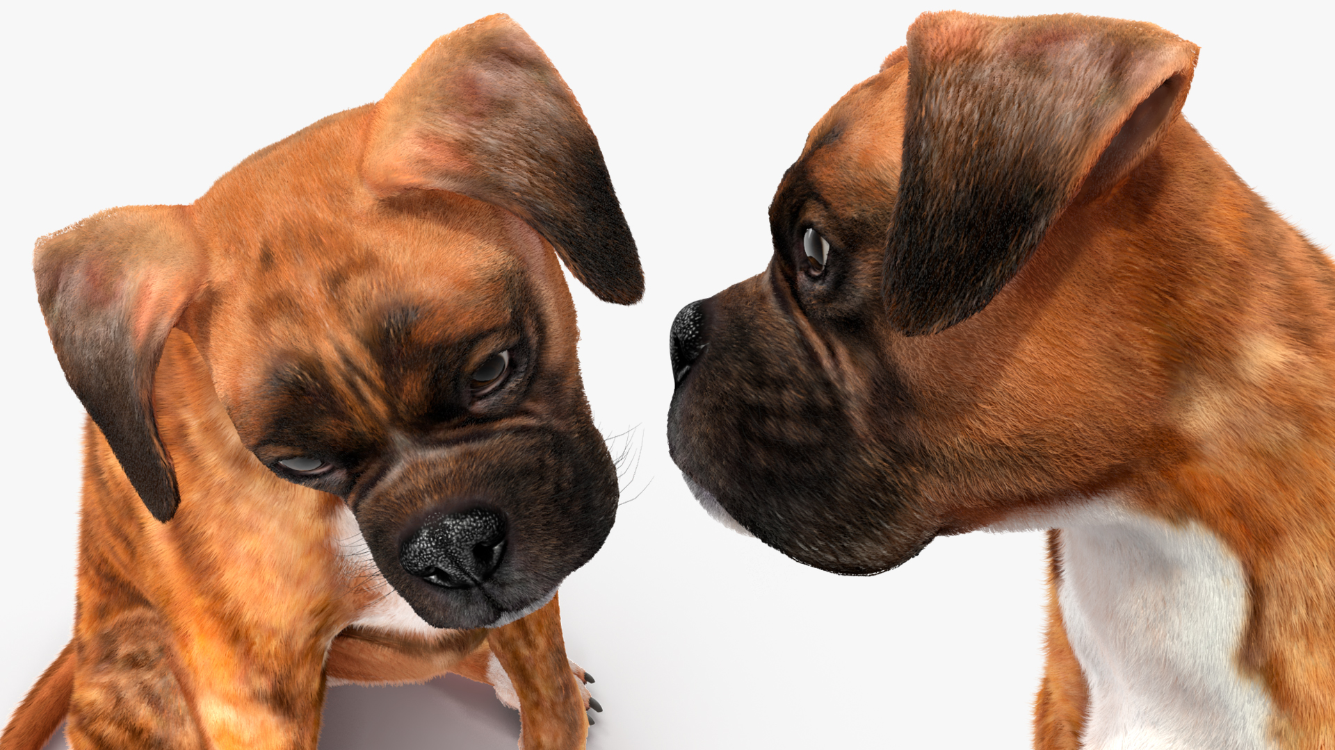 Boxer Dog Tiger Colored Fur Rigged 3D model