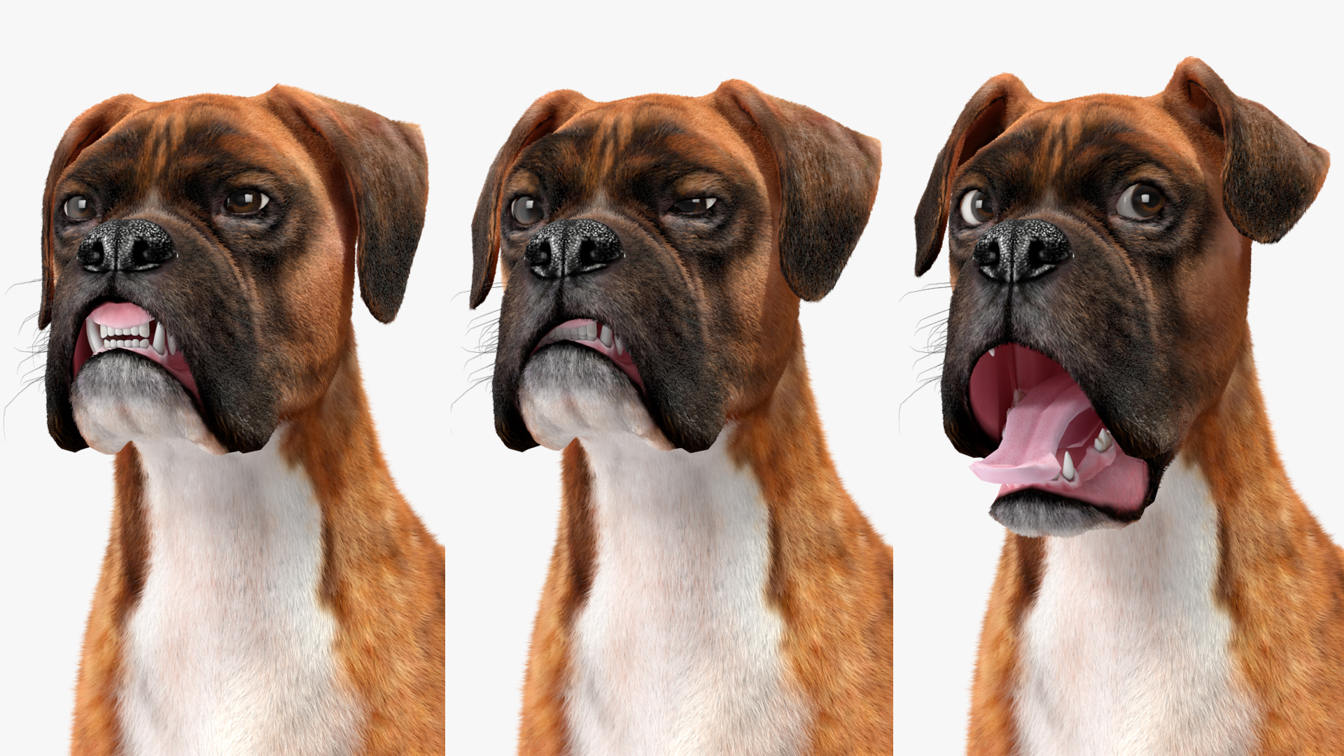 Boxer Dog Tiger Colored Fur Rigged 3D model