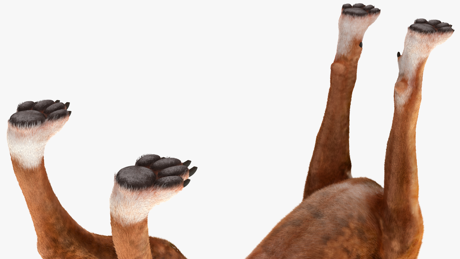 Boxer Dog Tiger Colored Fur Rigged 3D model