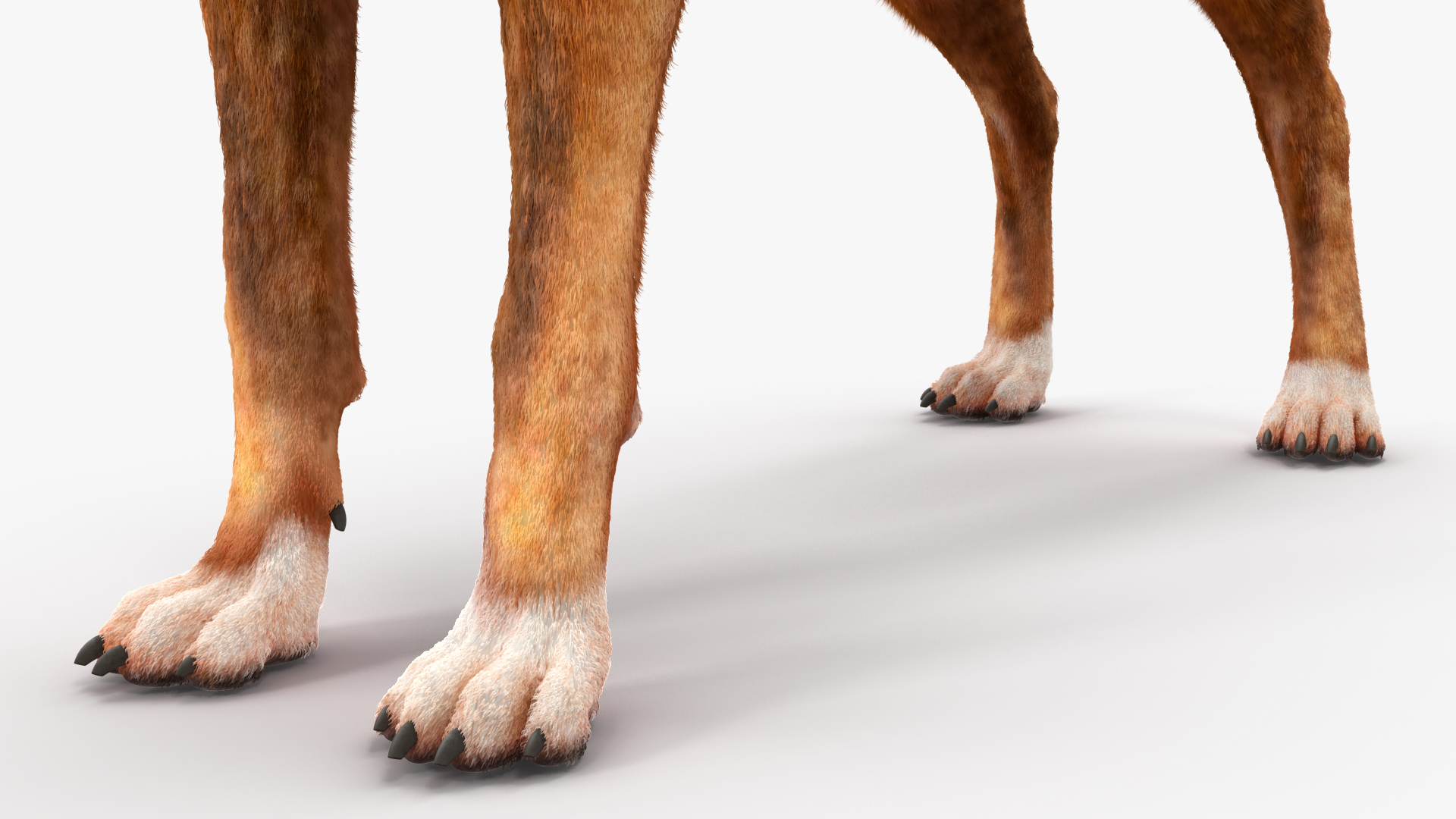 Boxer Dog Tiger Colored Fur Rigged 3D model