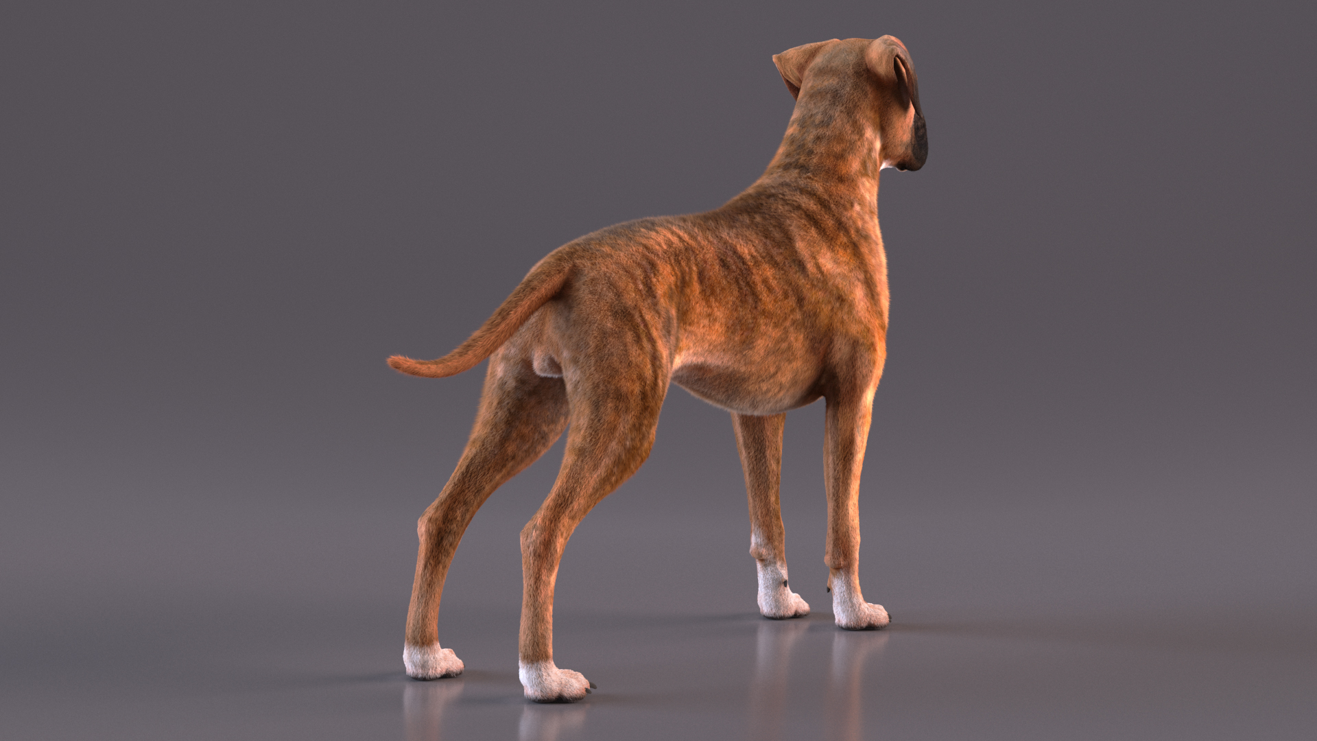 Boxer Dog Tiger Colored Fur Rigged 3D model