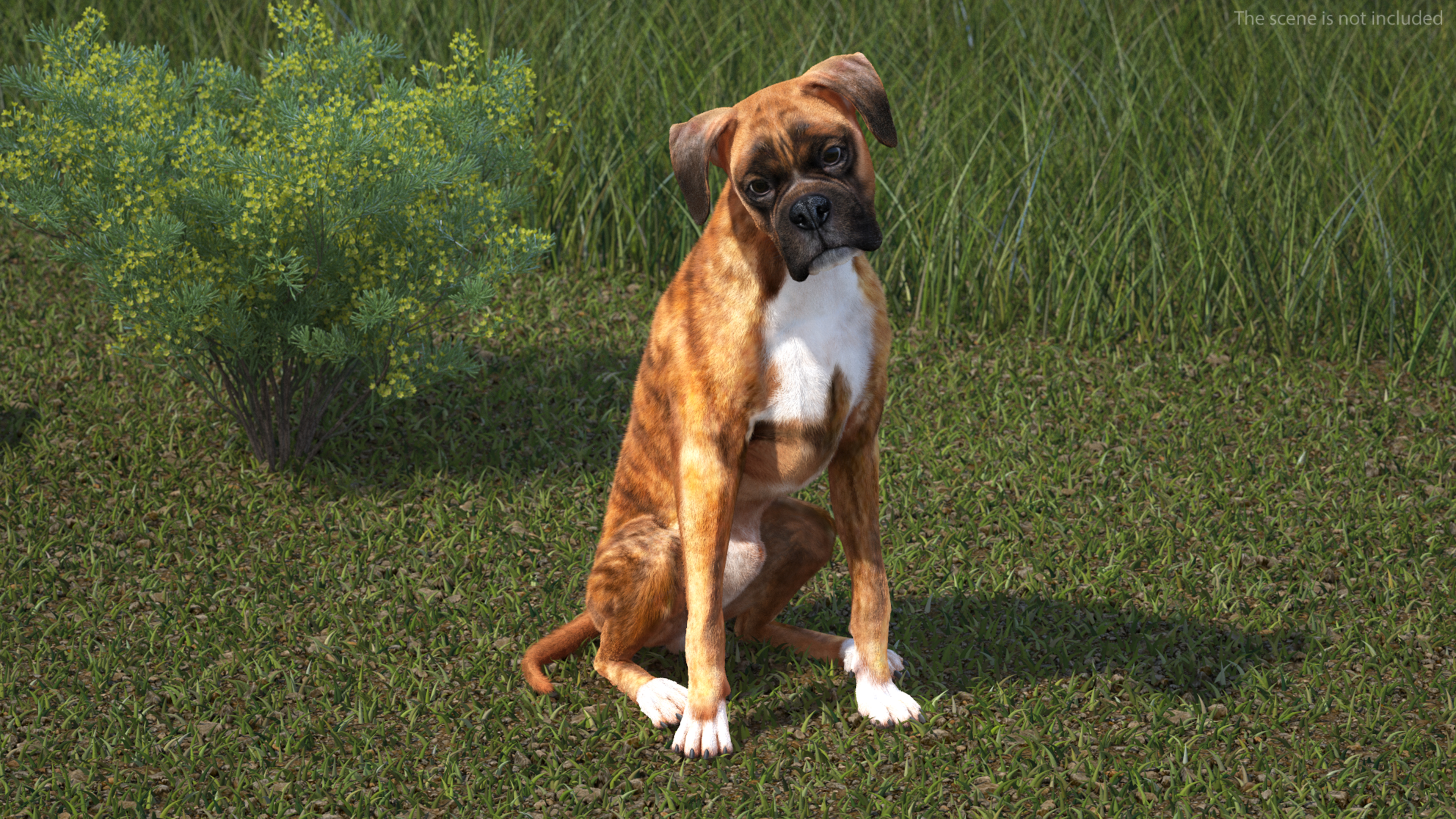 Boxer Dog Tiger Colored Fur Rigged 3D model