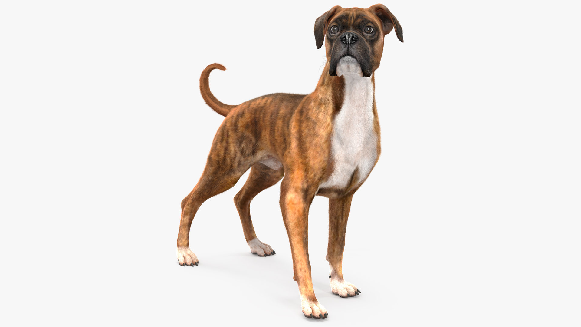 Boxer Dog Tiger Colored Fur Rigged 3D model