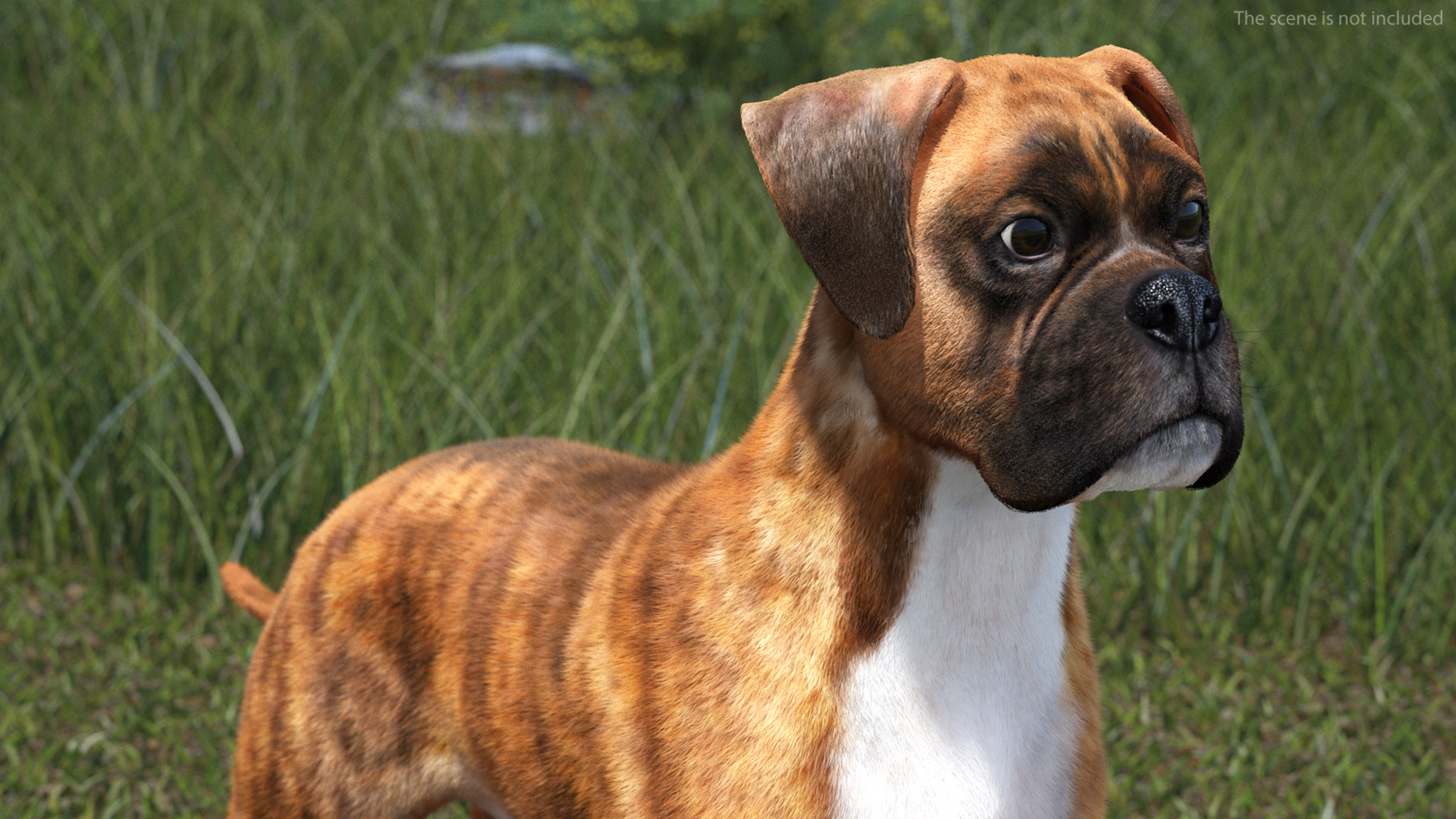 Boxer Dog Tiger Colored Fur Rigged 3D model