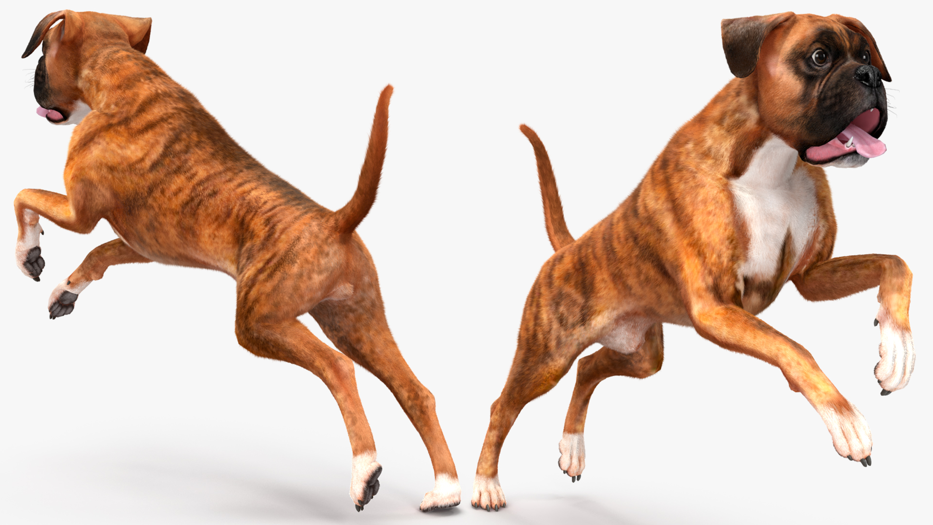 Boxer Dog Tiger Colored Fur Rigged 3D model