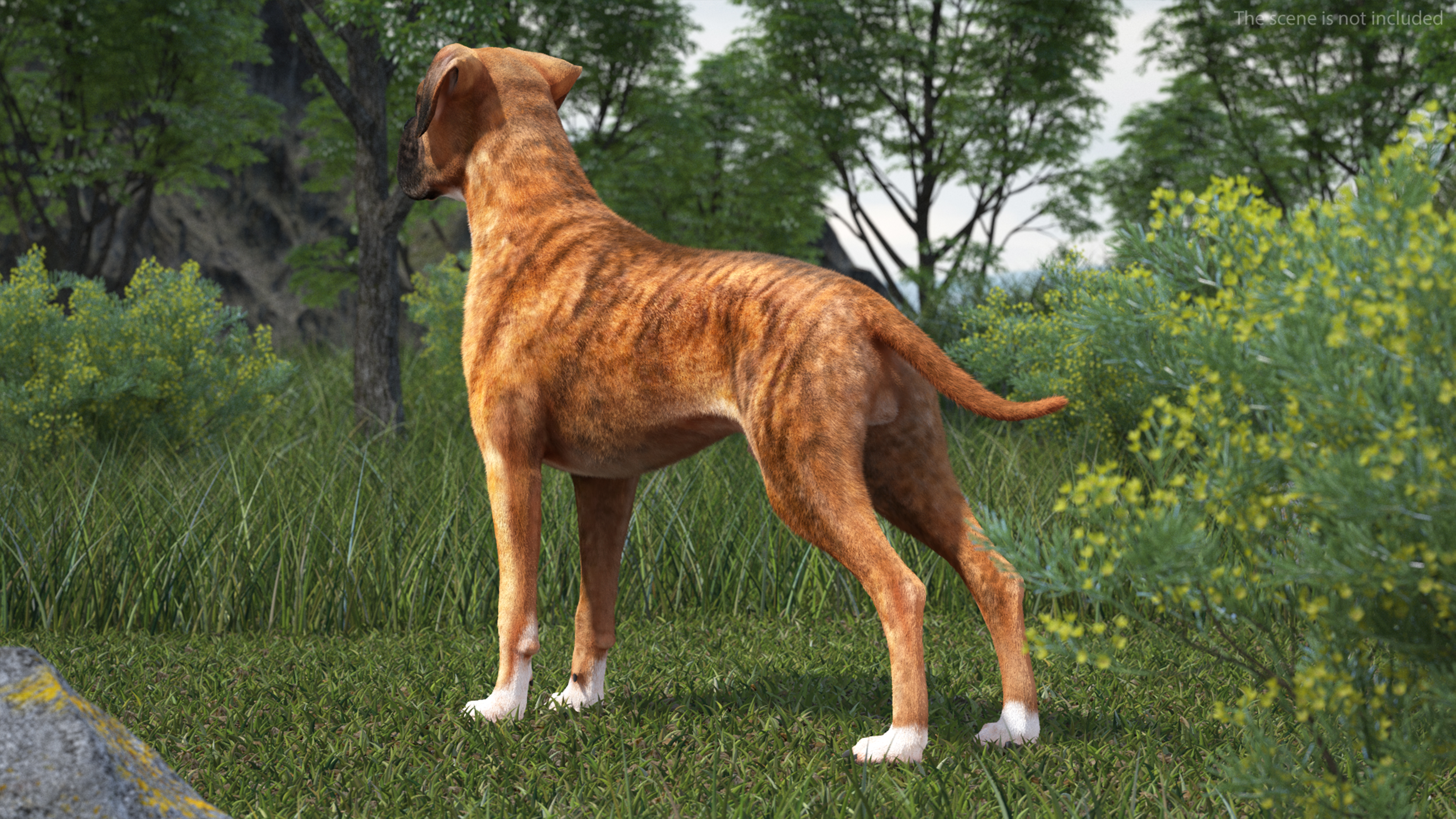 Boxer Dog Tiger Colored Fur Rigged 3D model