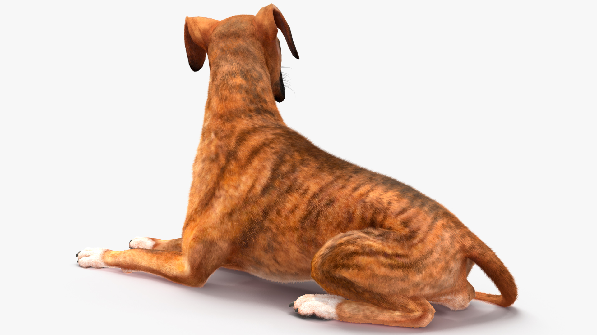Boxer Dog Tiger Colored Fur Rigged 3D model