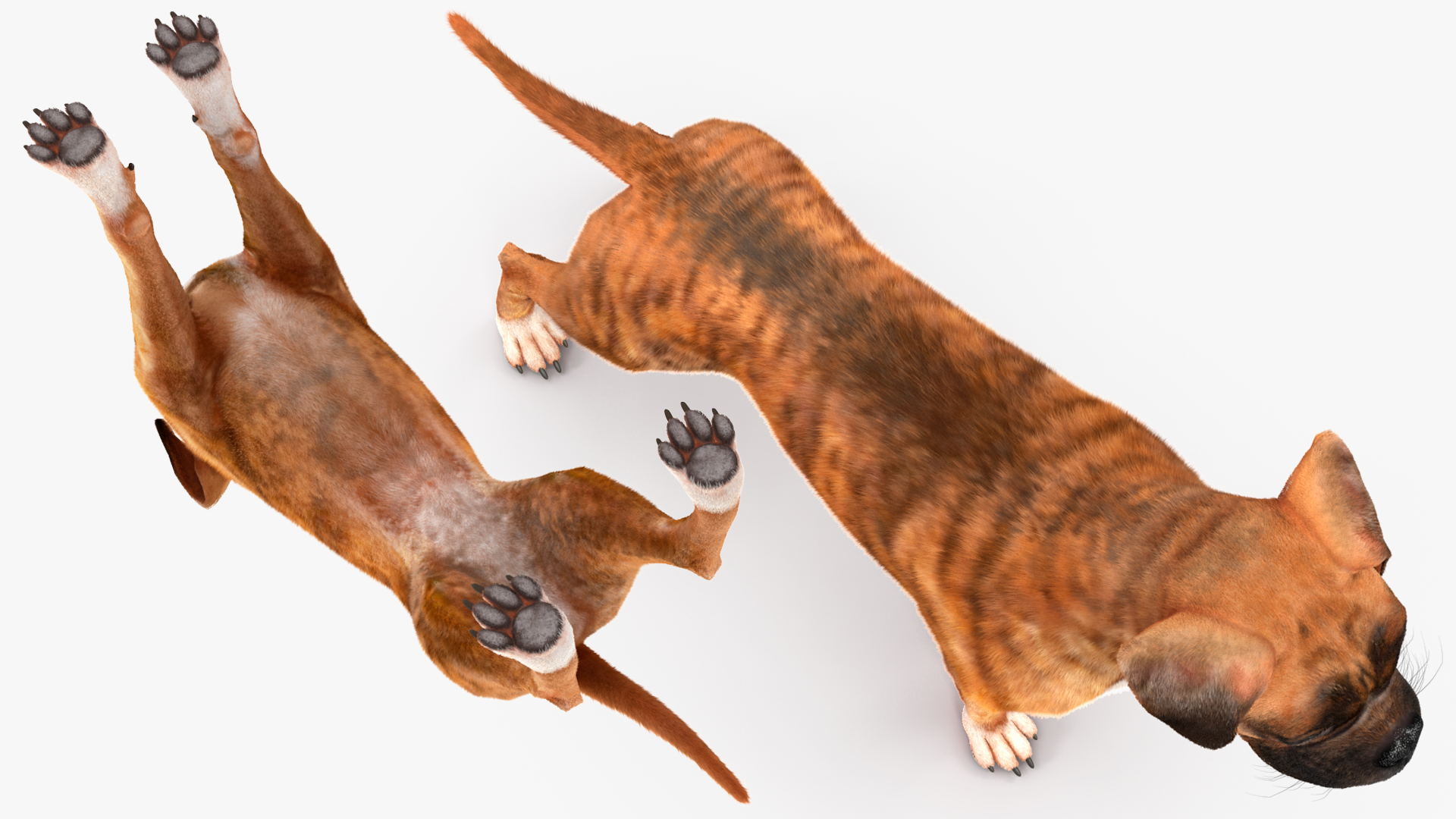 Boxer Dog Tiger Colored Fur Rigged 3D model
