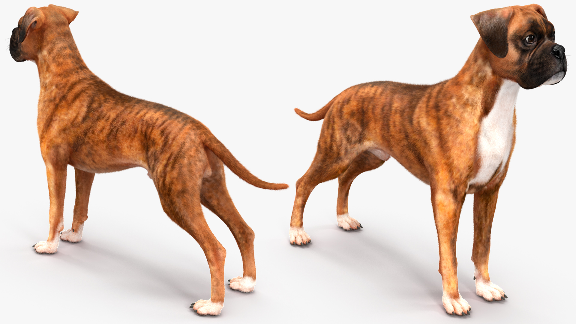 Boxer Dog Tiger Colored Fur Rigged 3D model