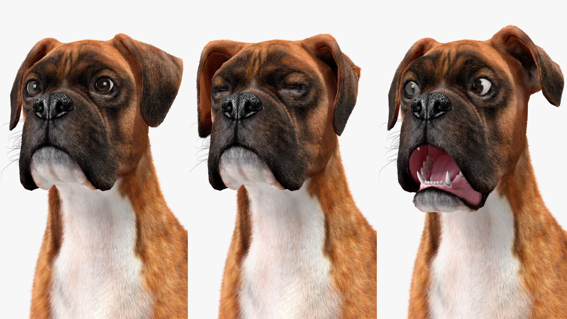Boxer Dog Tiger Colored Fur Rigged 3D model
