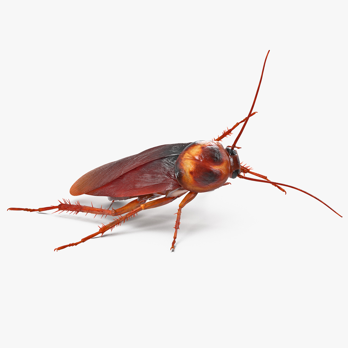 3D model Animated Cockroach Cleans Paw Rigged for Cinema 4D