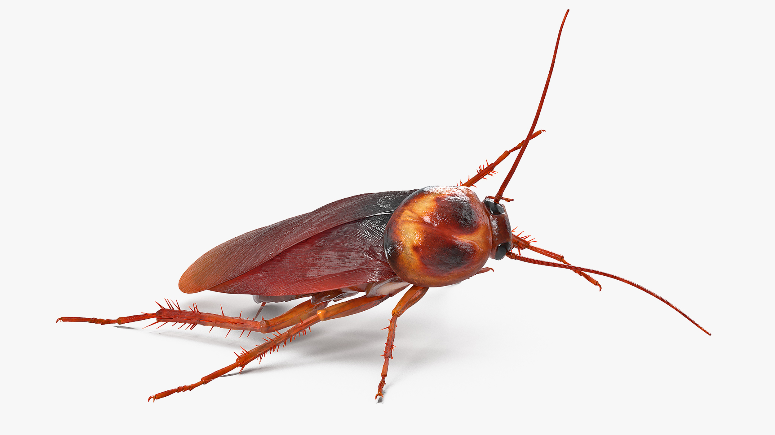 3D model Animated Cockroach Cleans Paw Rigged for Cinema 4D