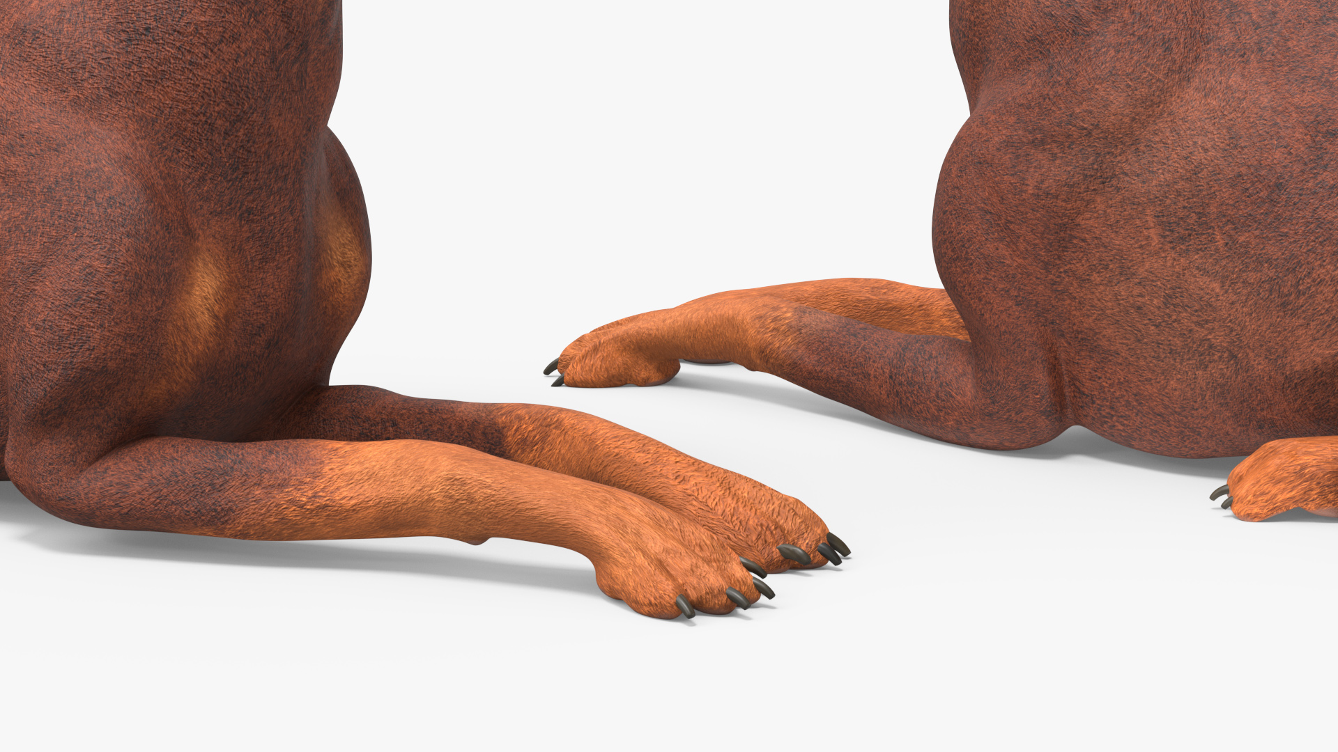 Doberman Dog Brown Lying Down 3D model