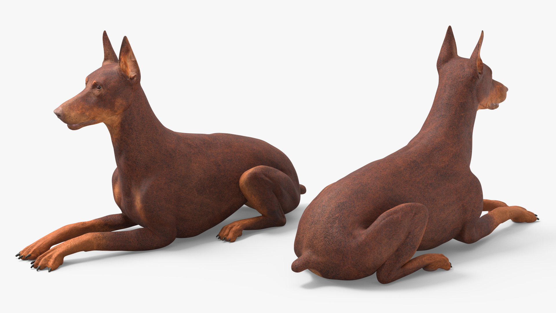 Doberman Dog Brown Lying Down 3D model