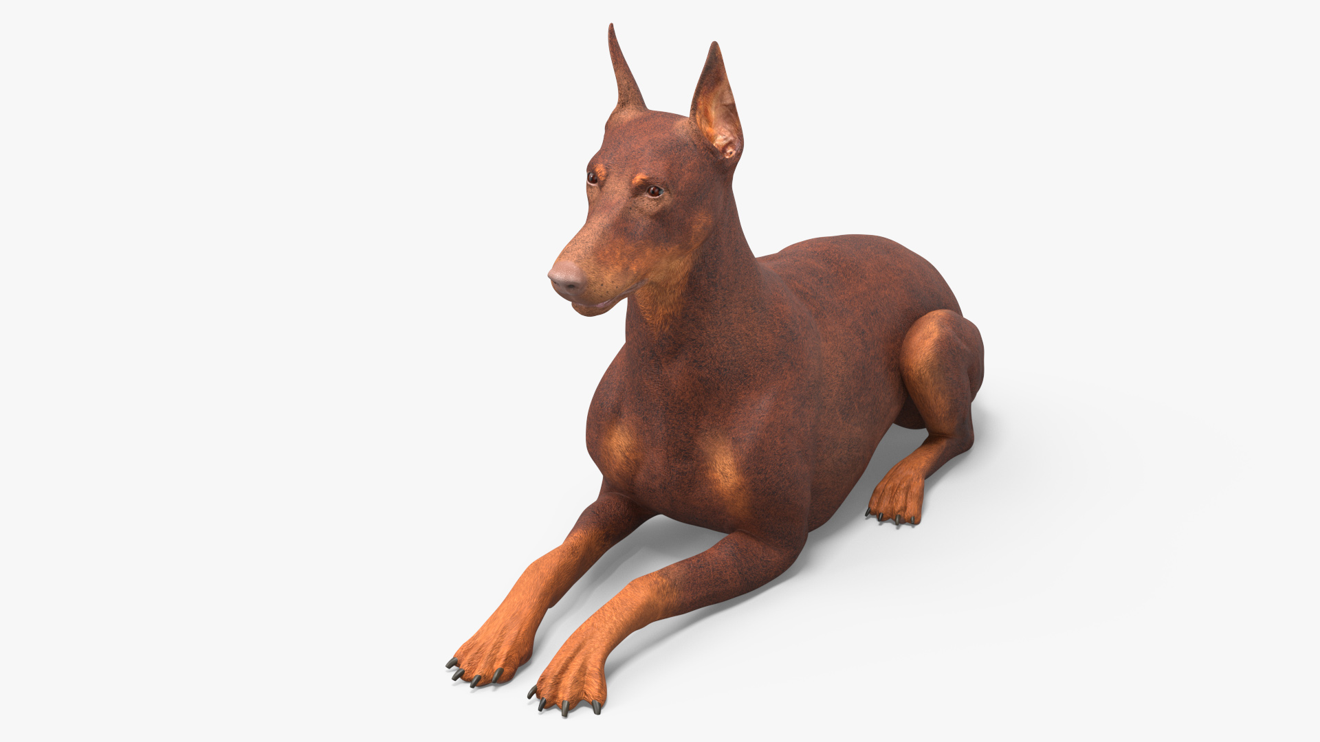 Doberman Dog Brown Lying Down 3D model
