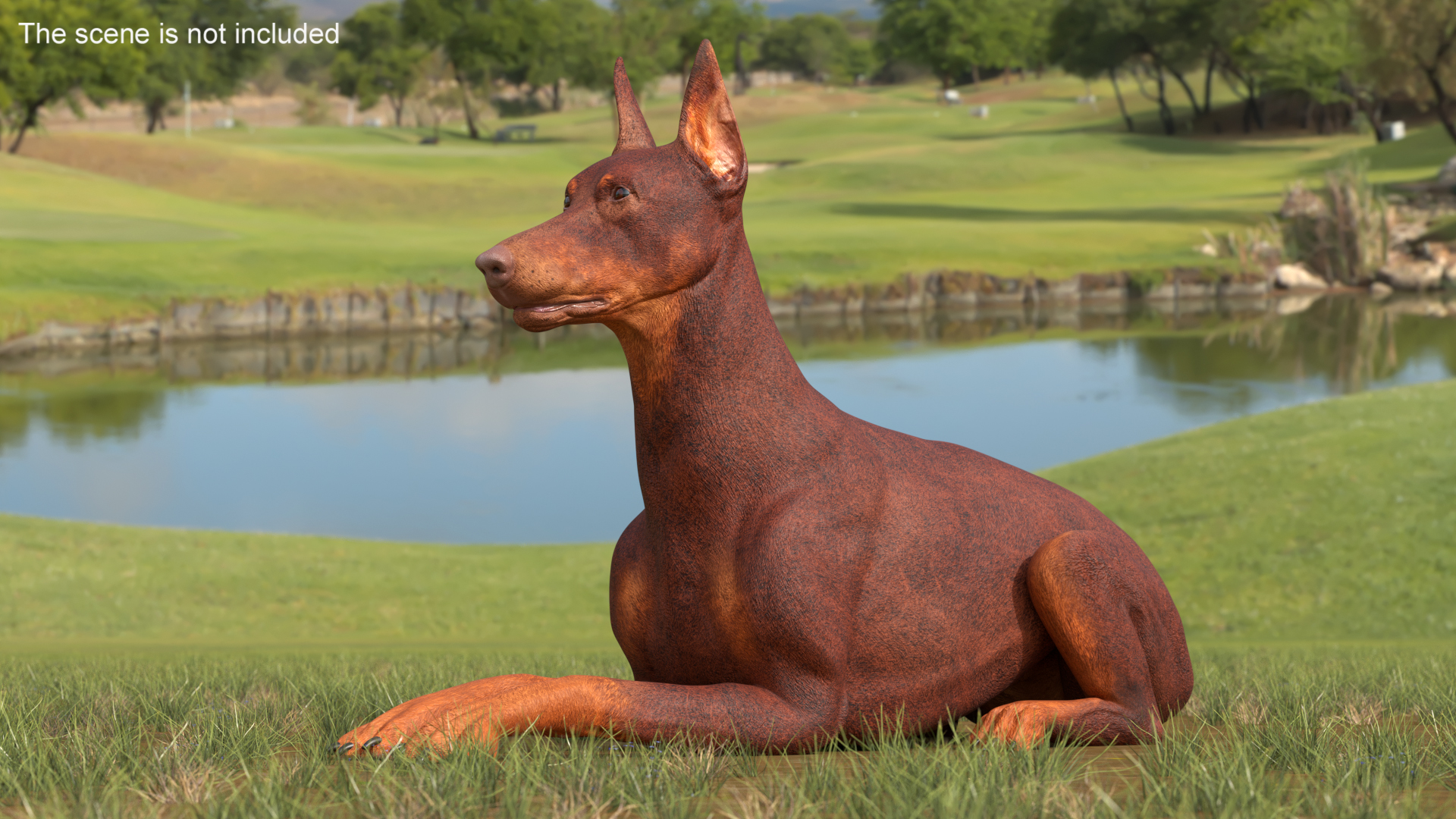 Doberman Dog Brown Lying Down 3D model