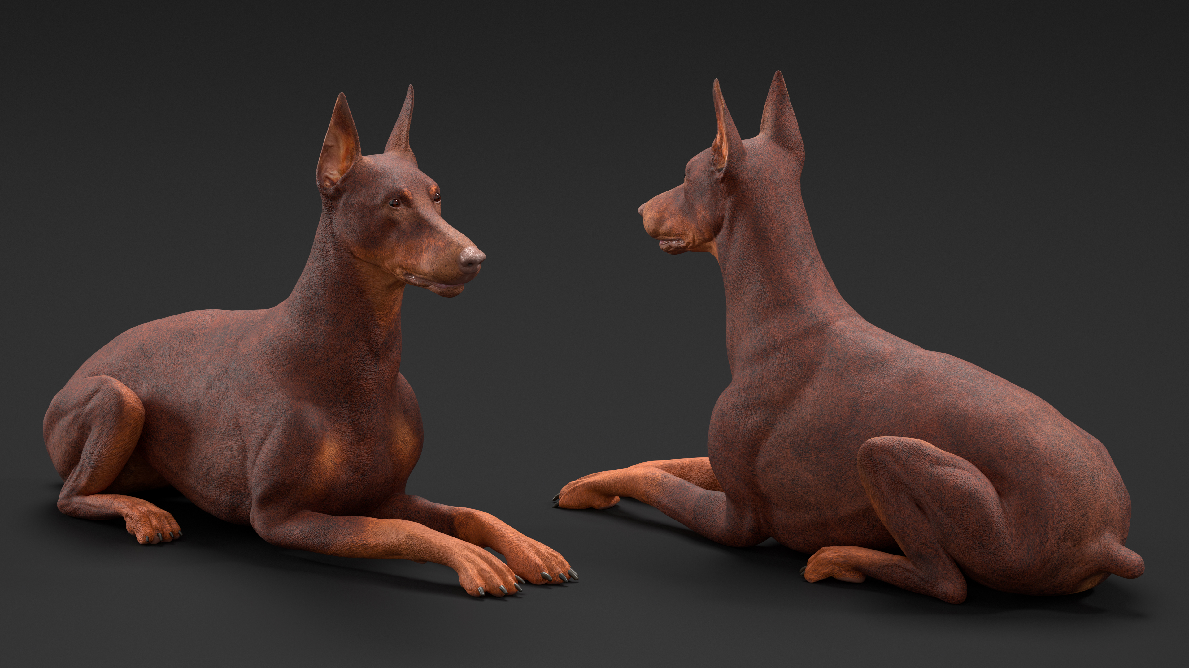 Doberman Dog Brown Lying Down 3D model