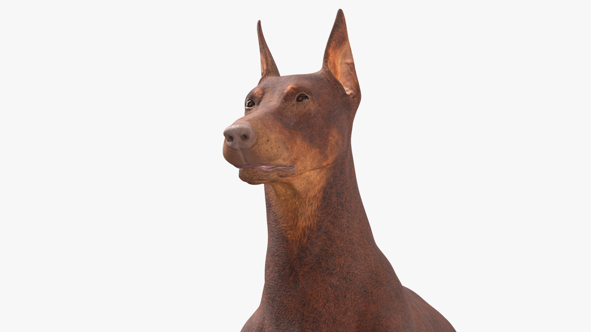 Doberman Dog Brown Lying Down 3D model