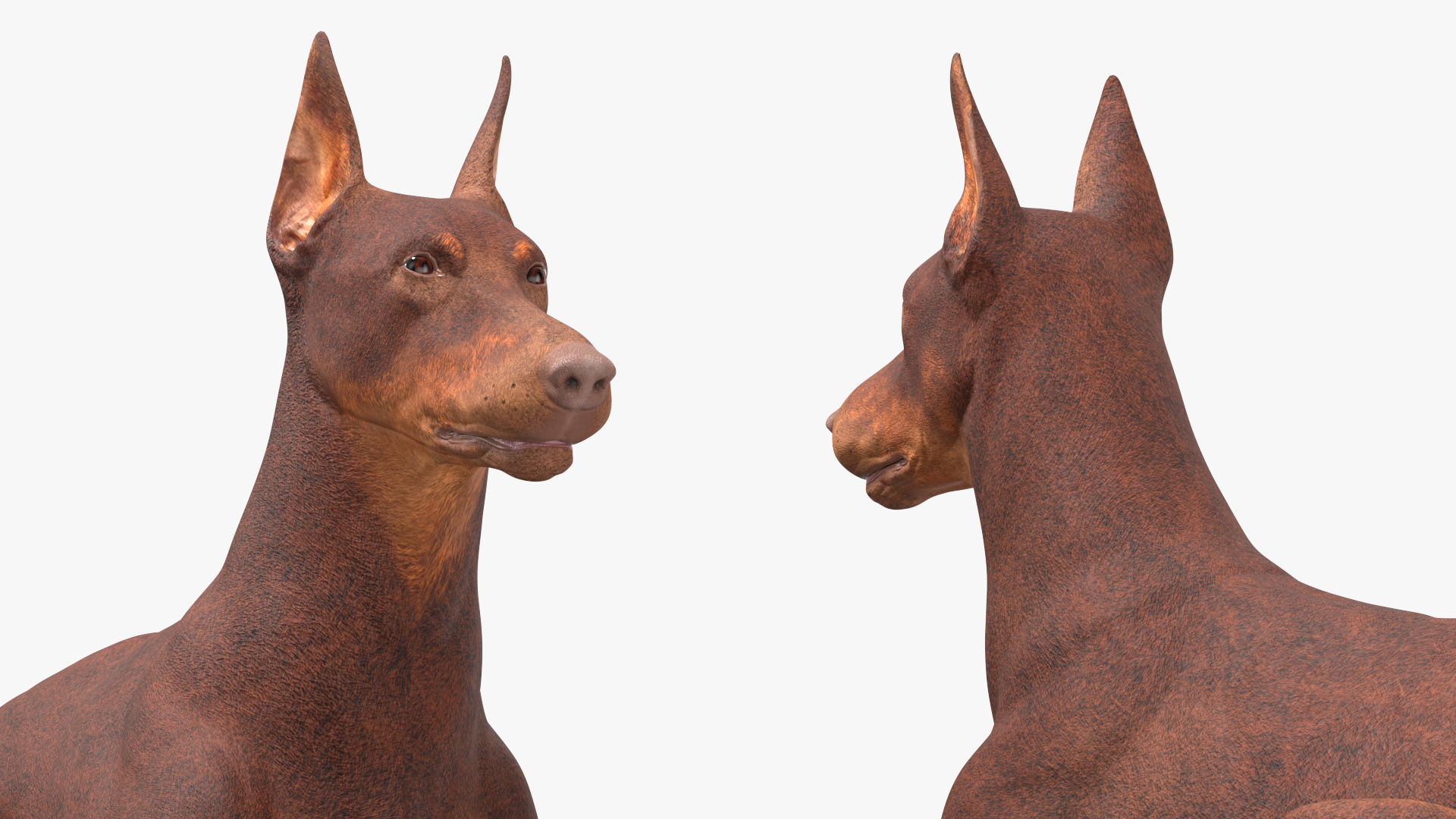Doberman Dog Brown Lying Down 3D model