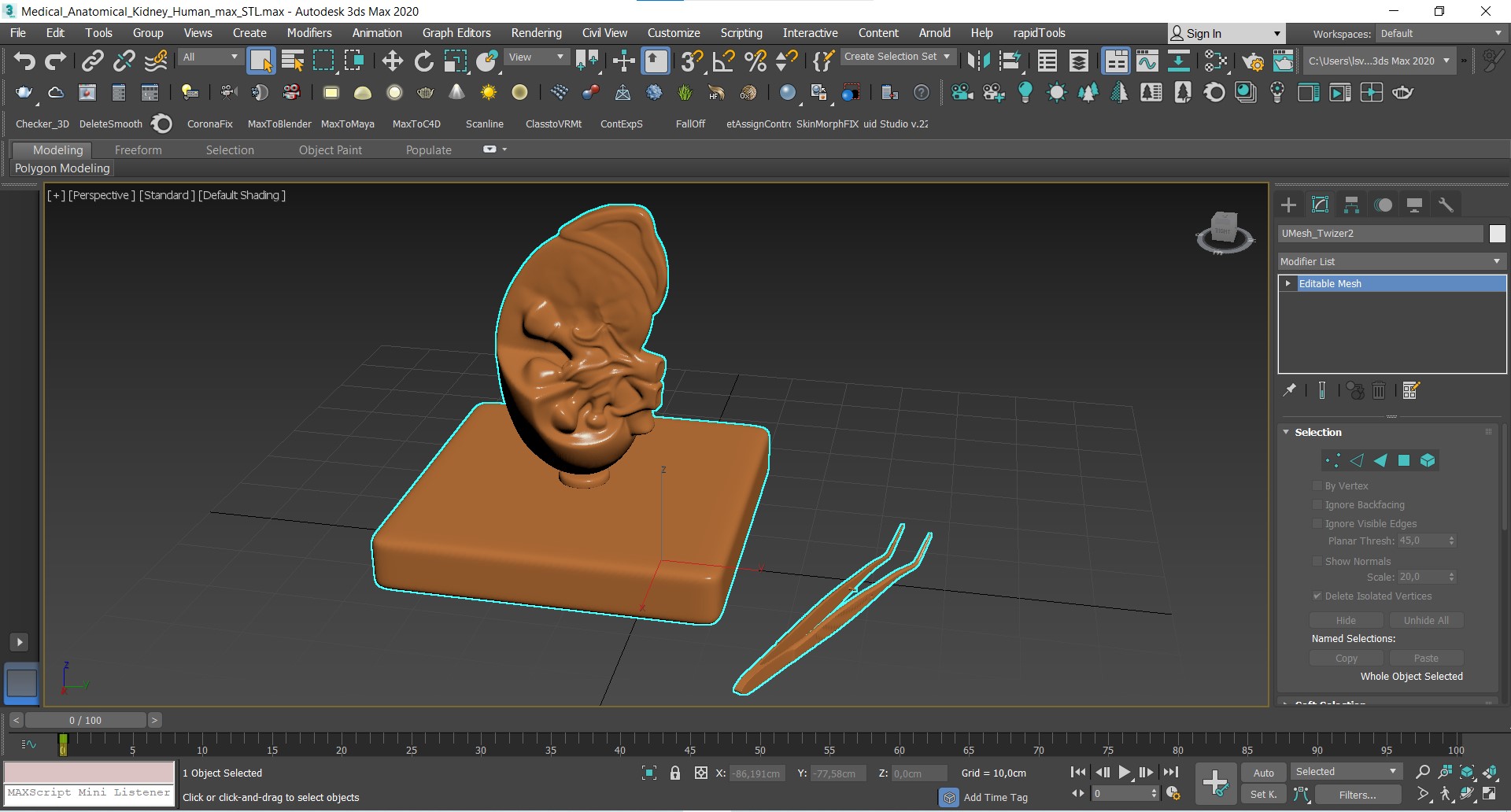 Medical Anatomical Kidney Human for 3D Print 3D model
