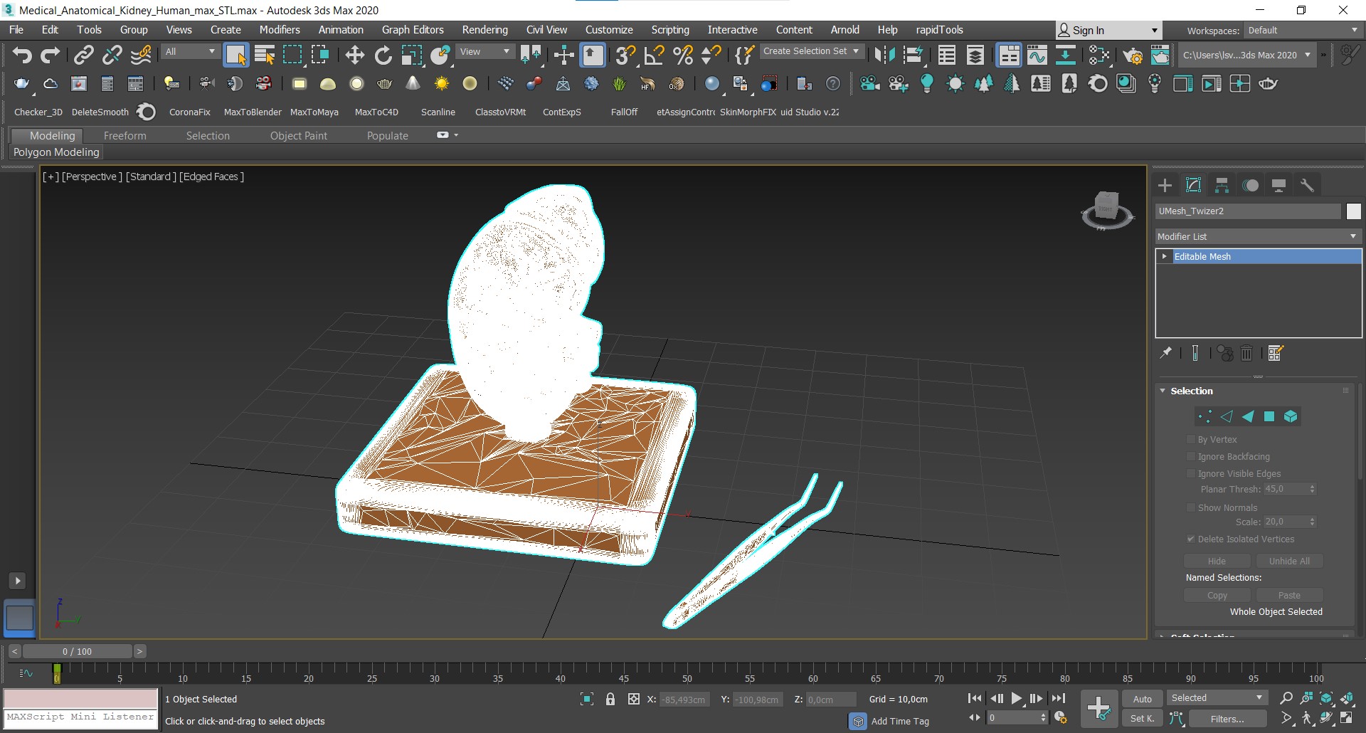 Medical Anatomical Kidney Human for 3D Print 3D model