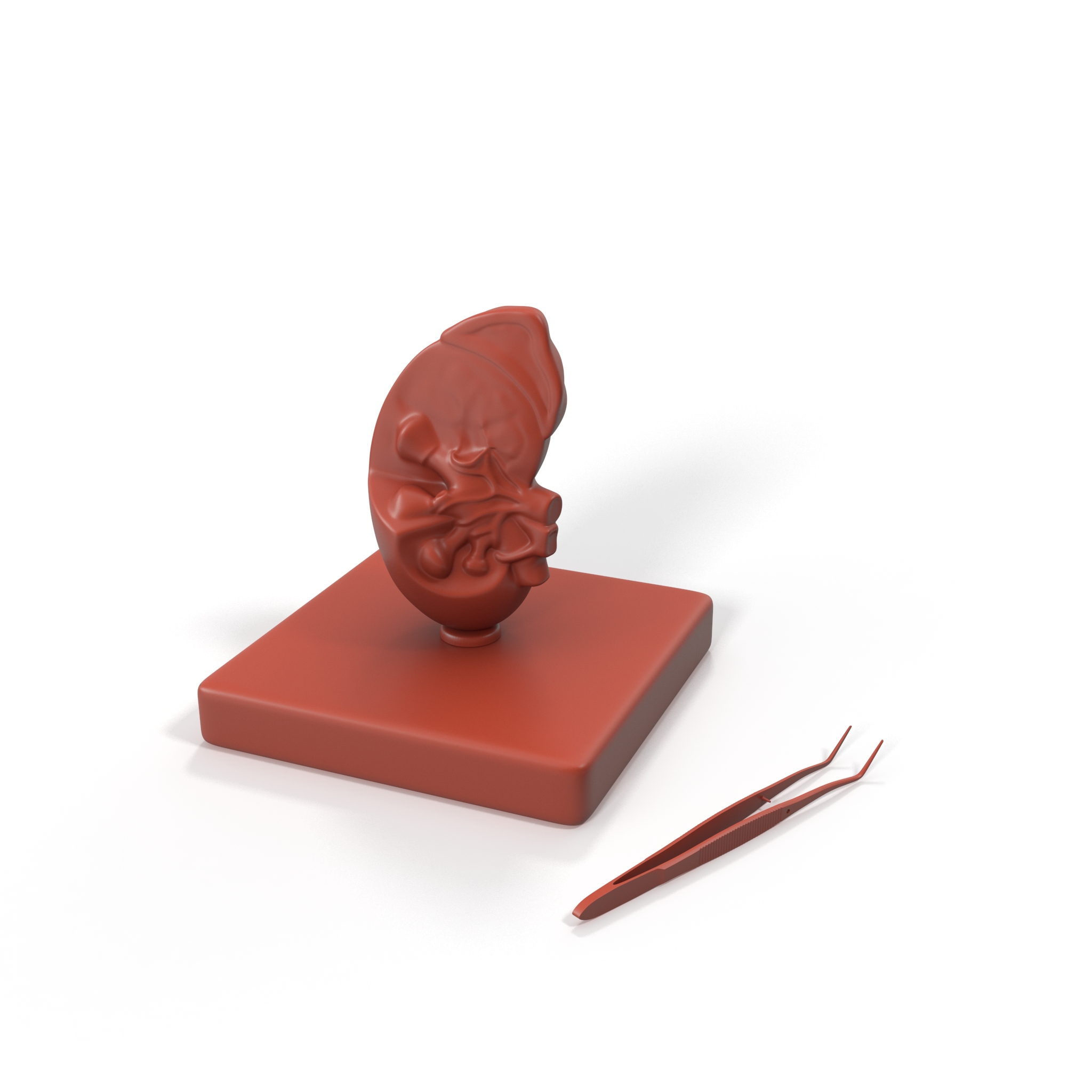 Medical Anatomical Kidney Human for 3D Print 3D model