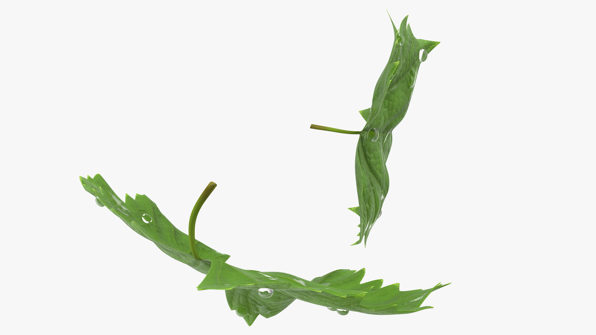 3D Grape Leaves with Dew