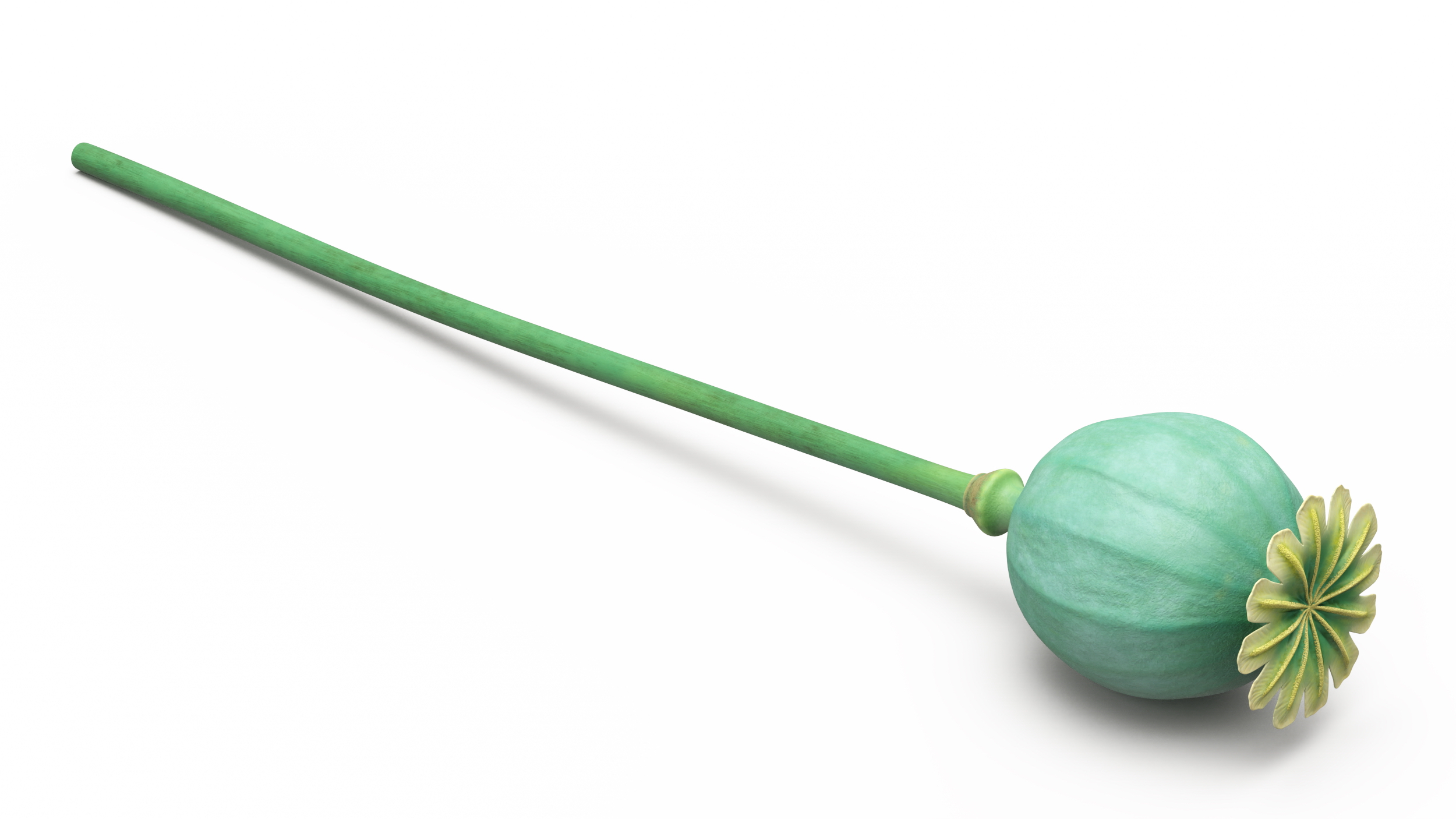 Fresh Poppy Seed Plant 3D