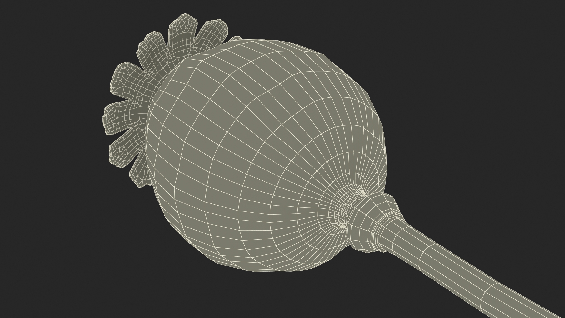 Fresh Poppy Seed Plant 3D