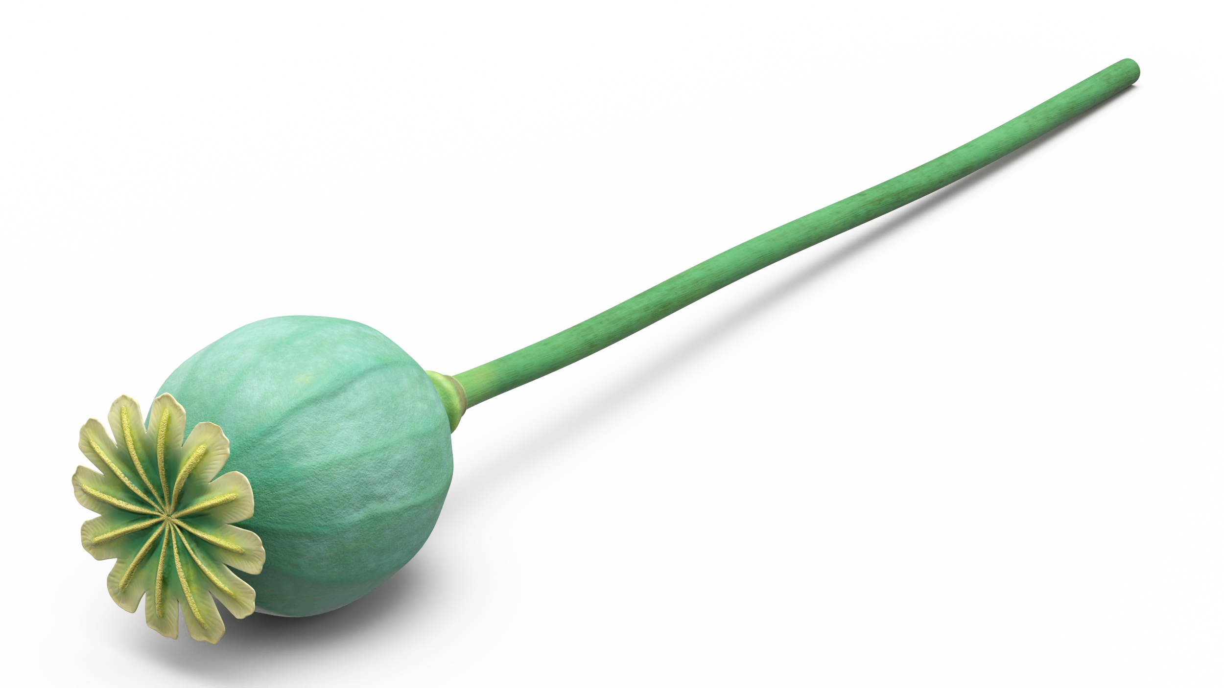 Fresh Poppy Seed Plant 3D