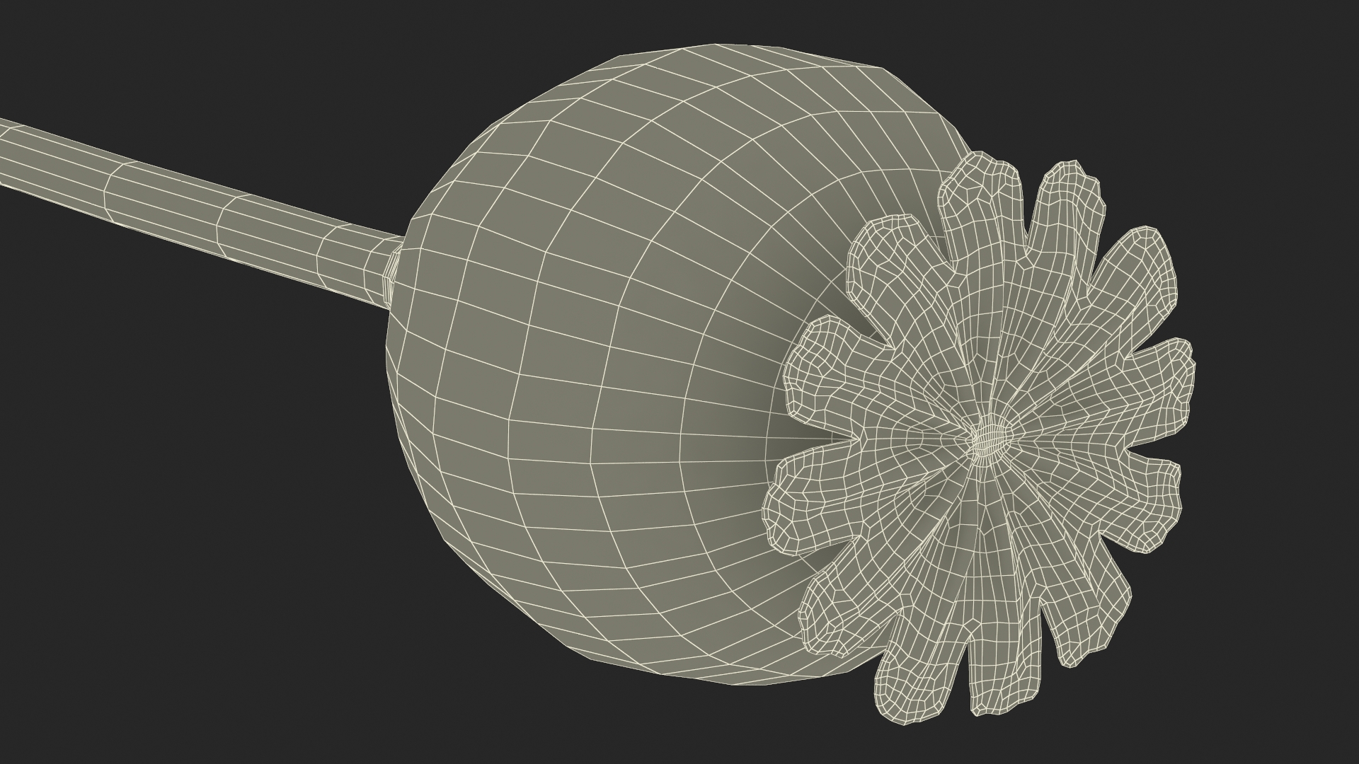 Fresh Poppy Seed Plant 3D