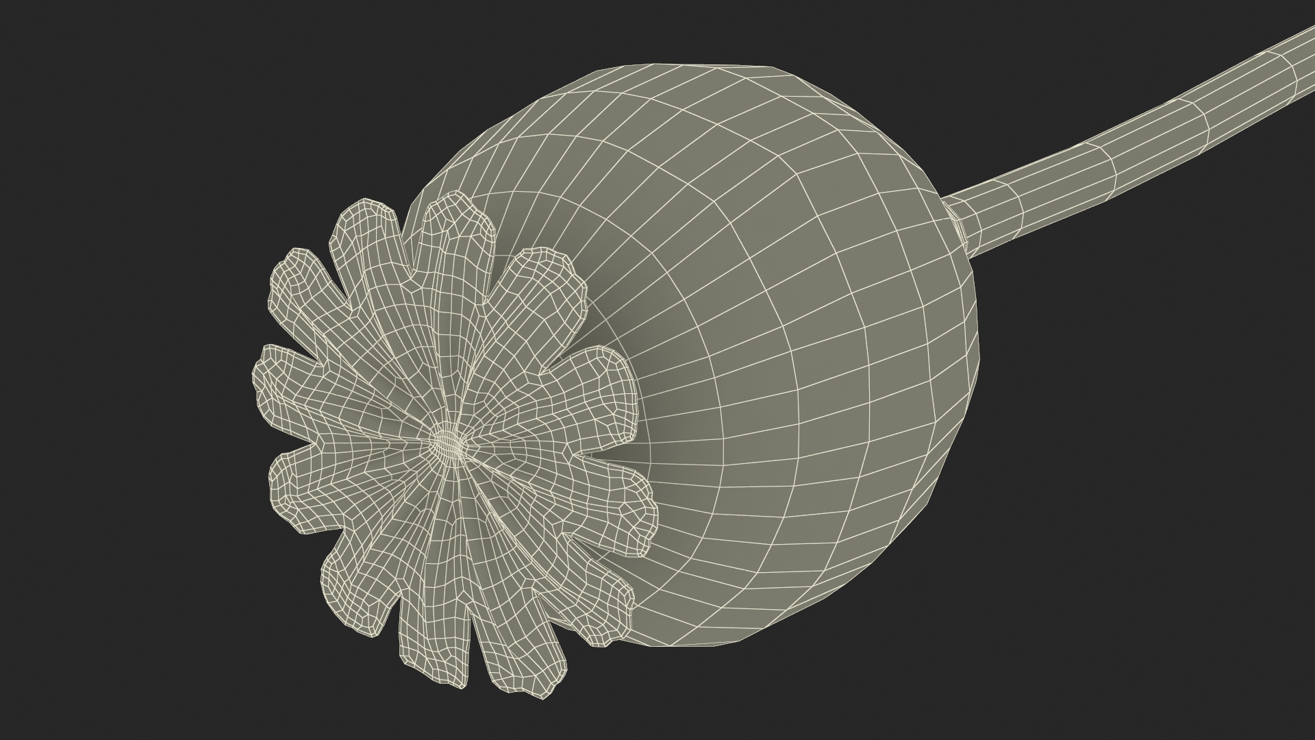 Fresh Poppy Seed Plant 3D