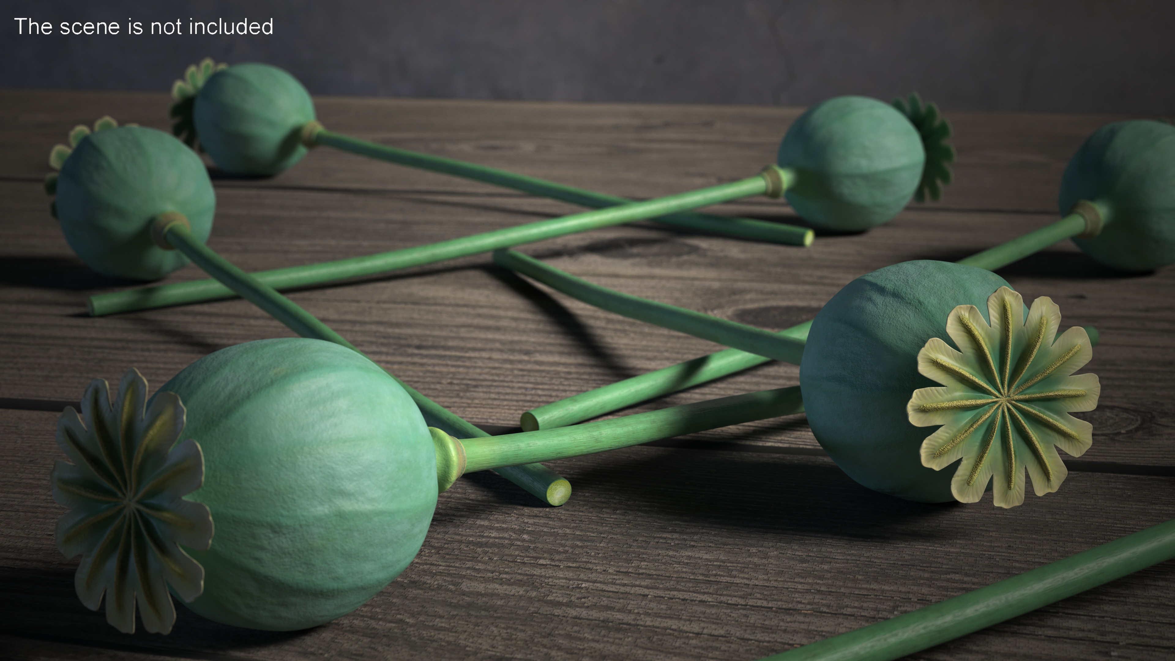 Fresh Poppy Seed Plant 3D