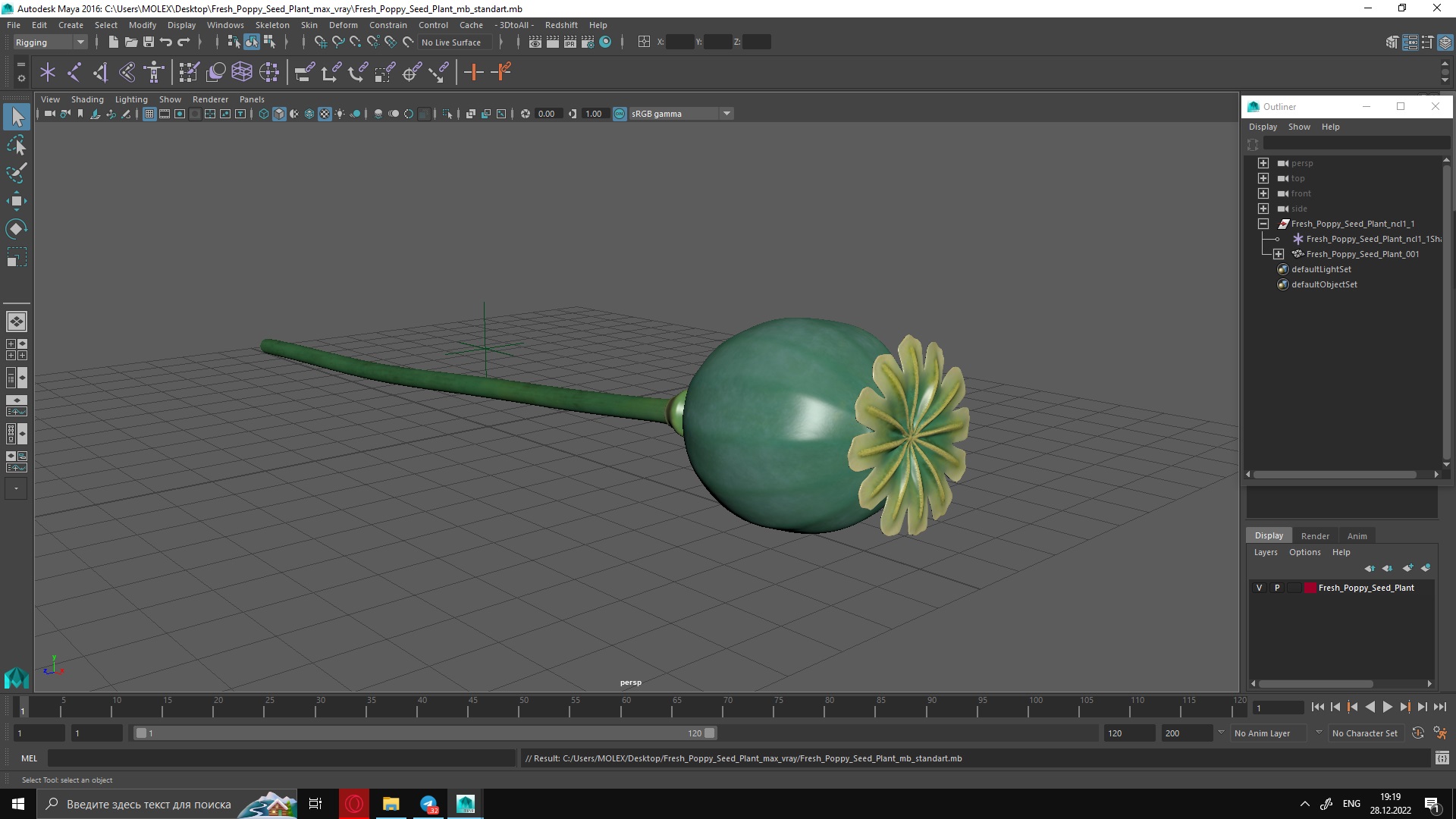 Fresh Poppy Seed Plant 3D