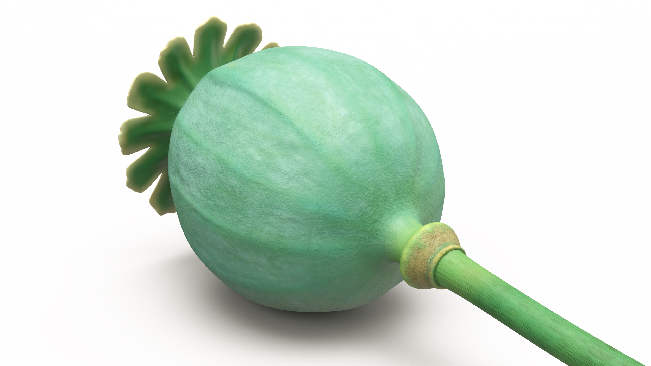 Fresh Poppy Seed Plant 3D