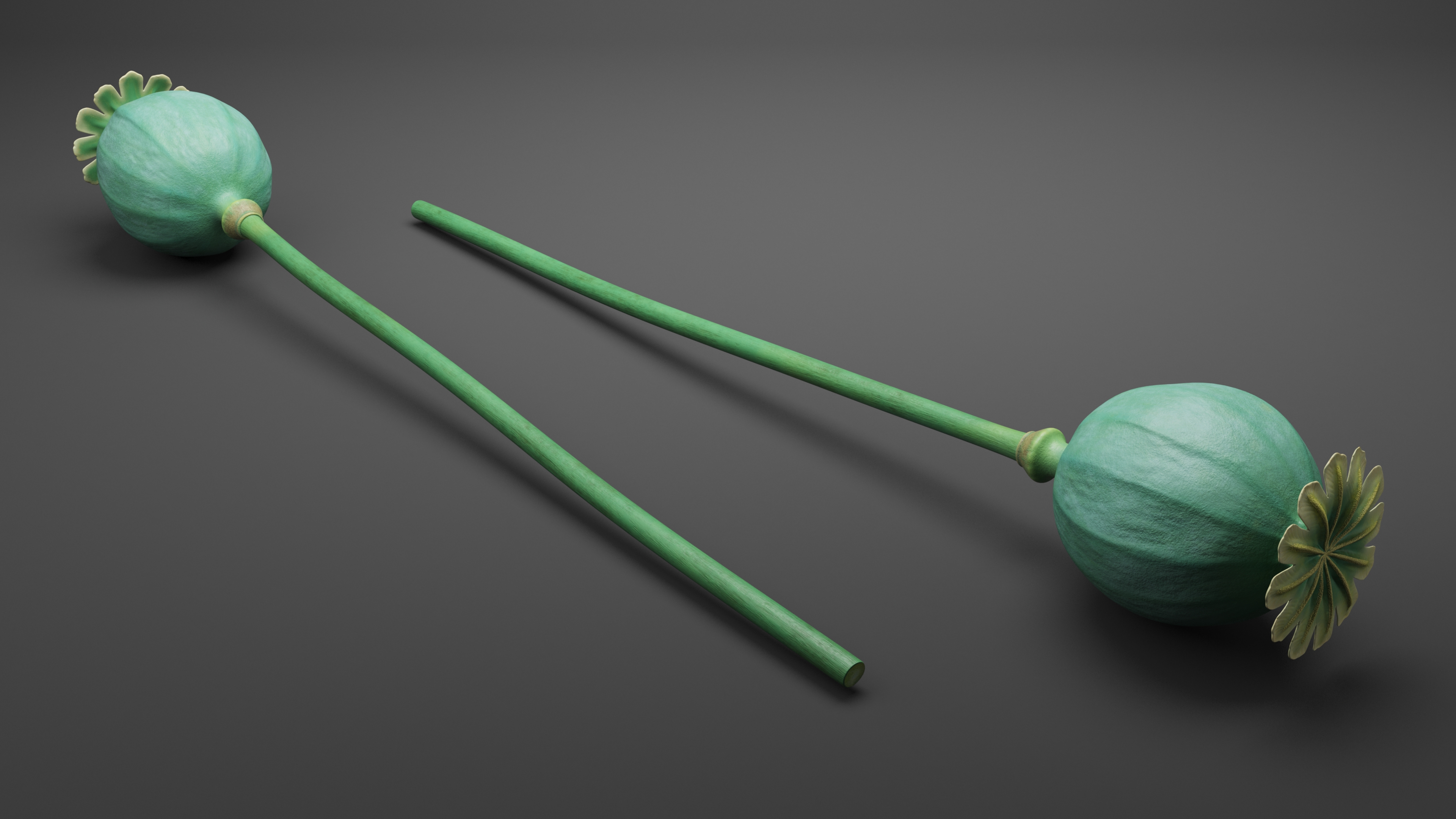 Fresh Poppy Seed Plant 3D