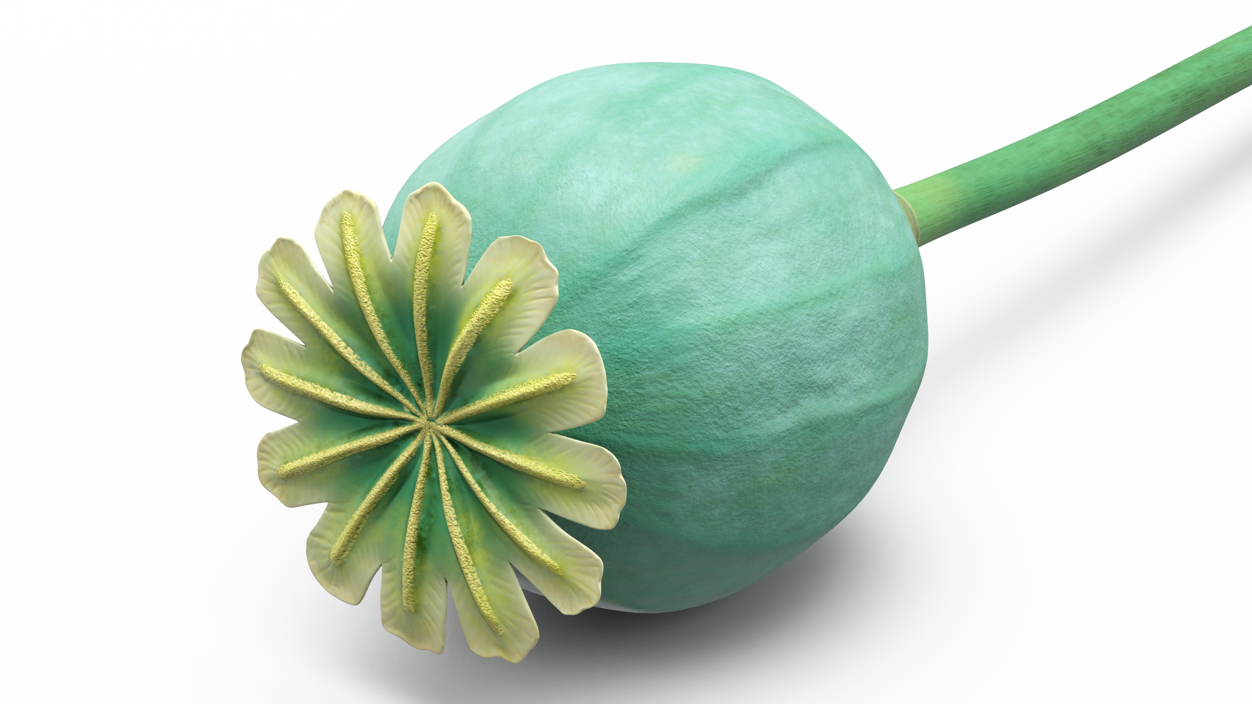 Fresh Poppy Seed Plant 3D