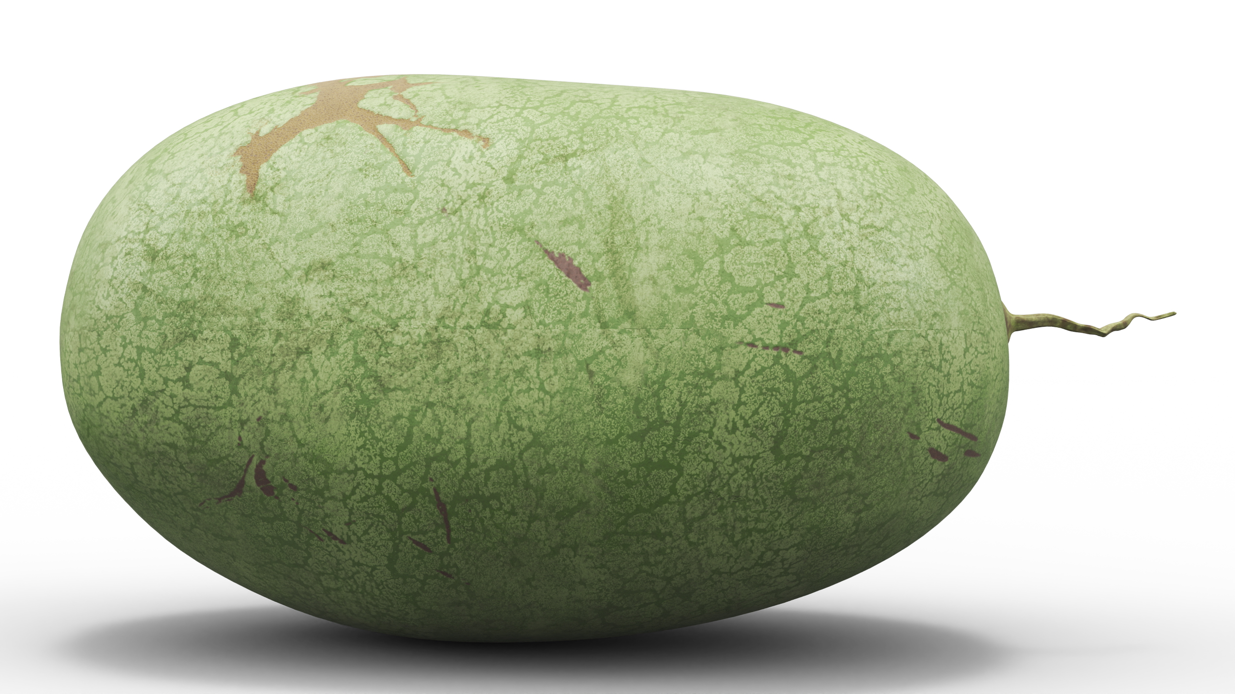 3D Charleston Gray Oblong Watermelon model