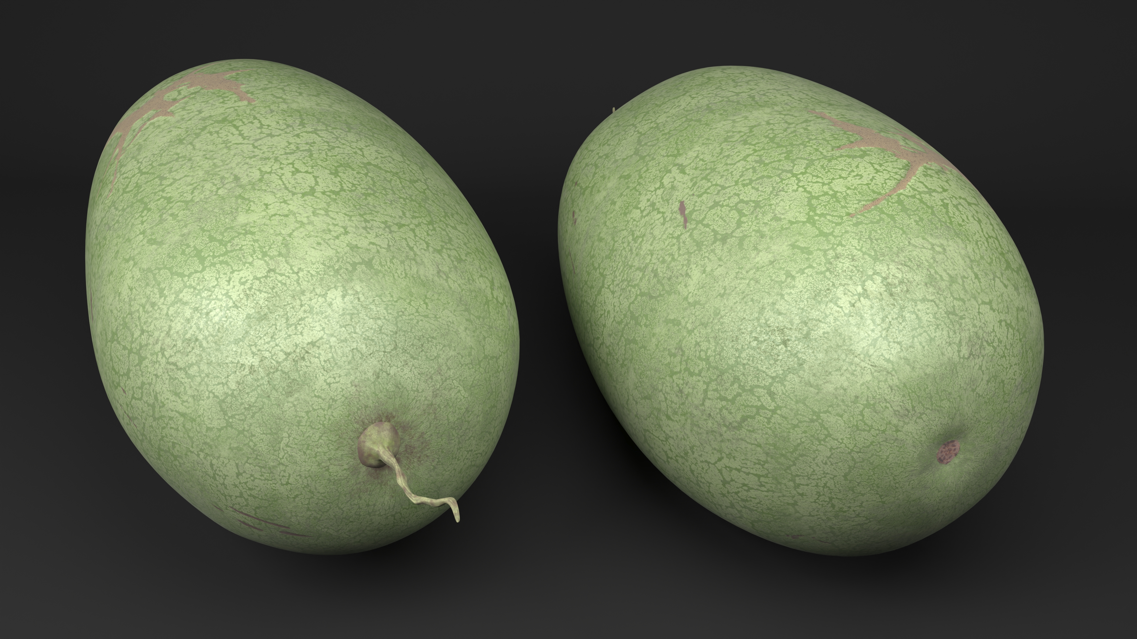 3D Charleston Gray Oblong Watermelon model