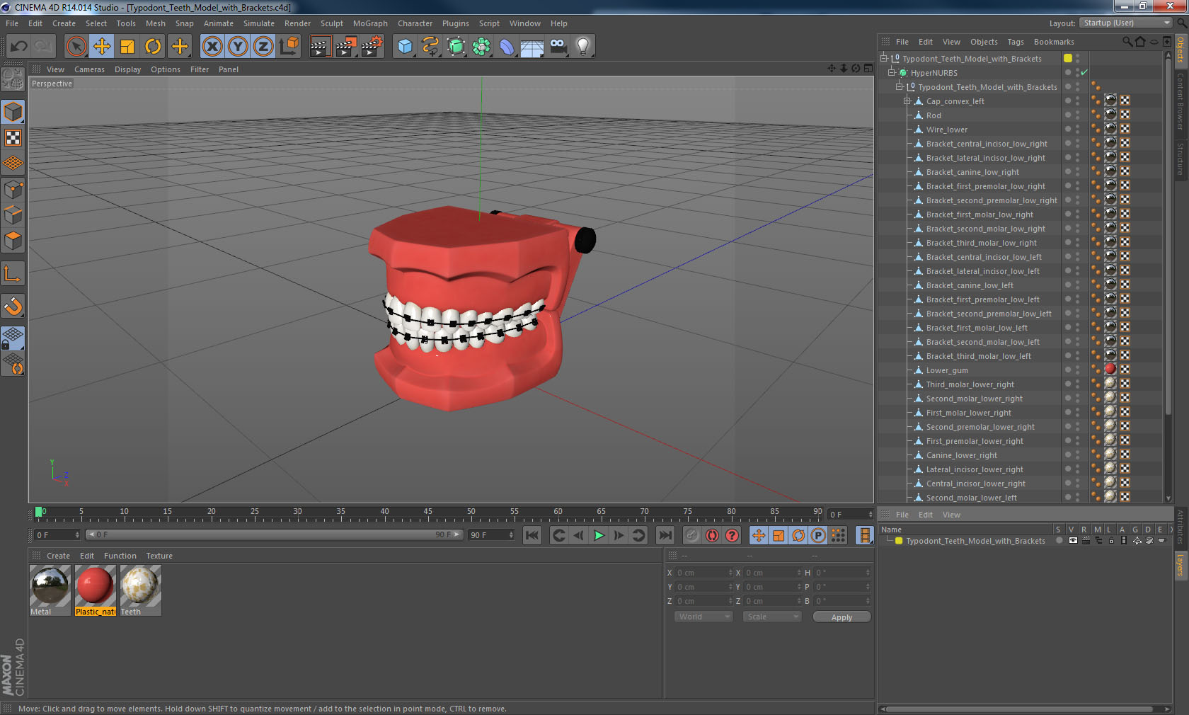 Typodont Teeth Model with Brackets 3D model