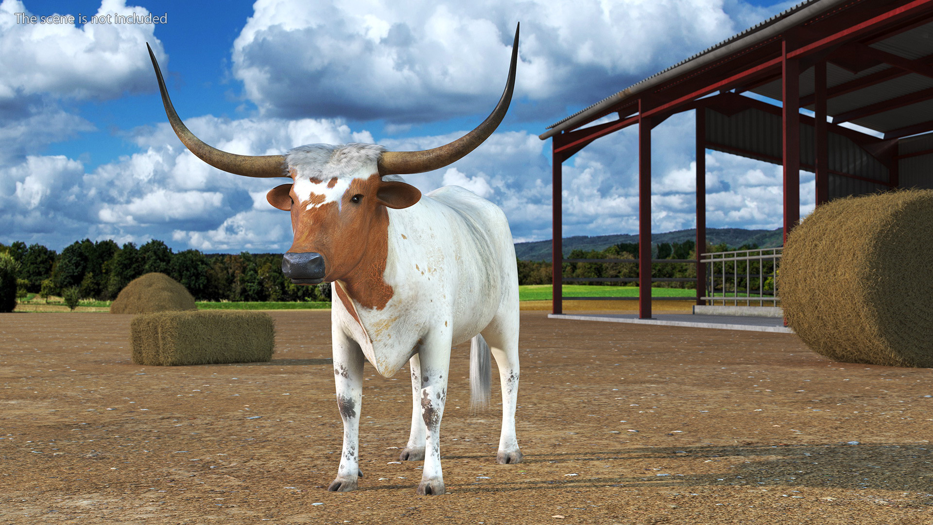3D Texas Longhorn White Color