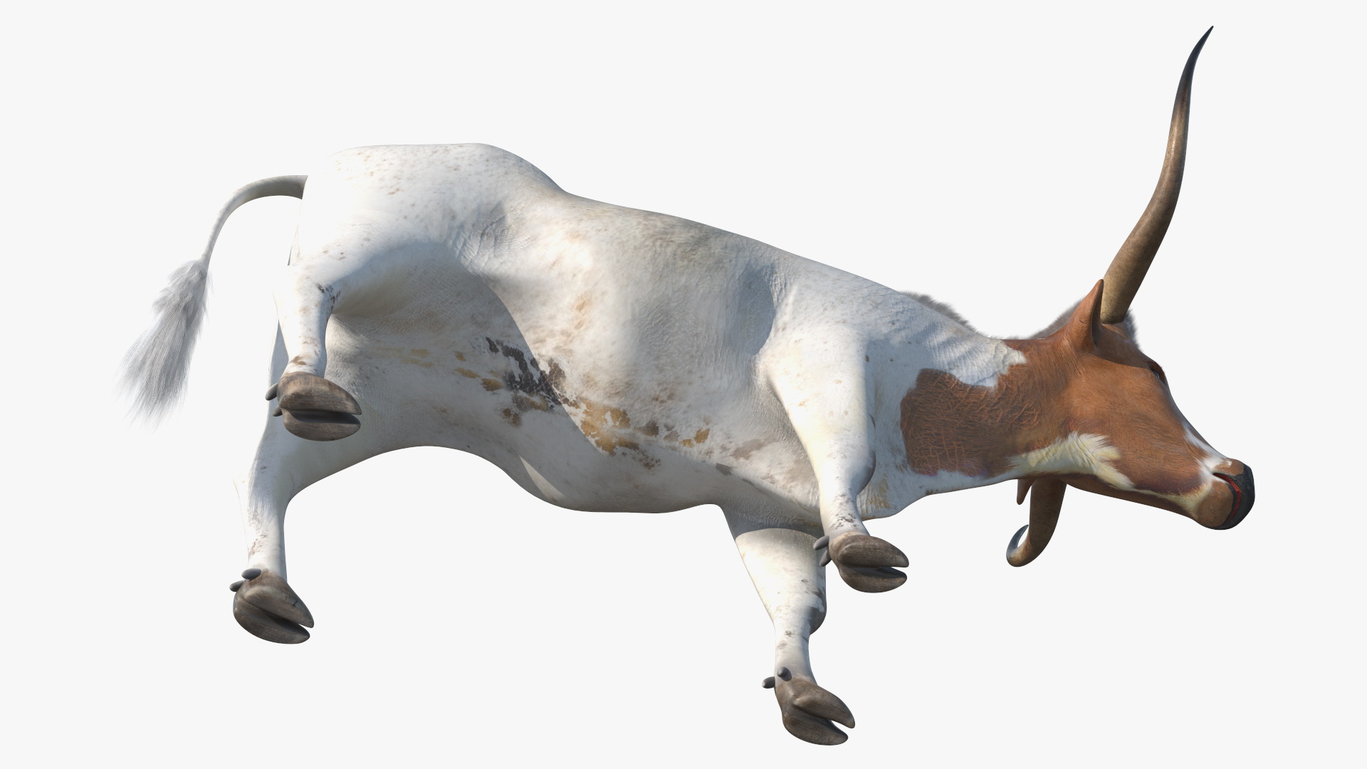 3D Texas Longhorn White Color