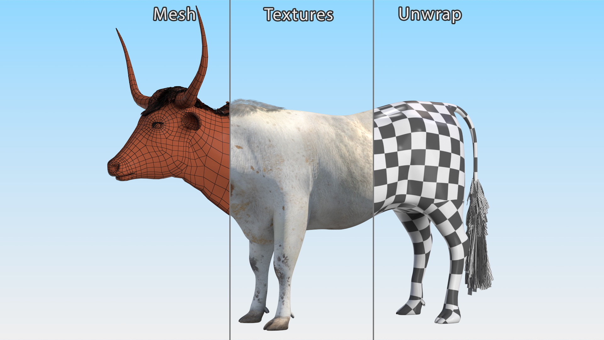 3D Texas Longhorn White Color