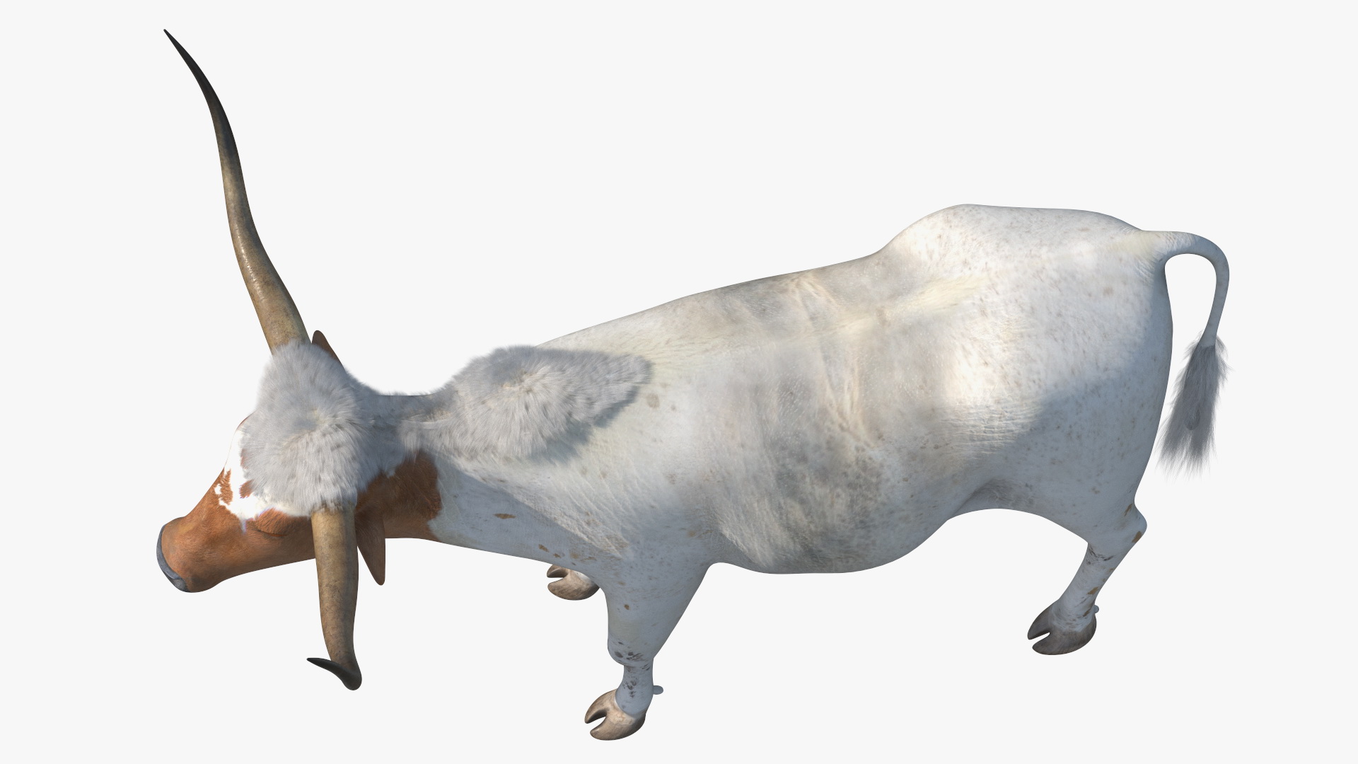 3D Texas Longhorn White Color